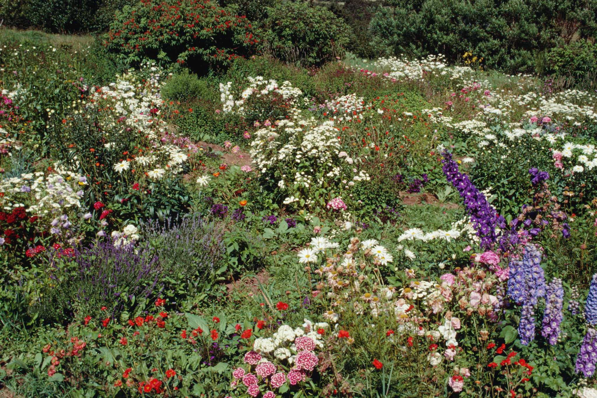 Will Roundup Painted on the Foliage of Yellow Nutsedge Kill It?