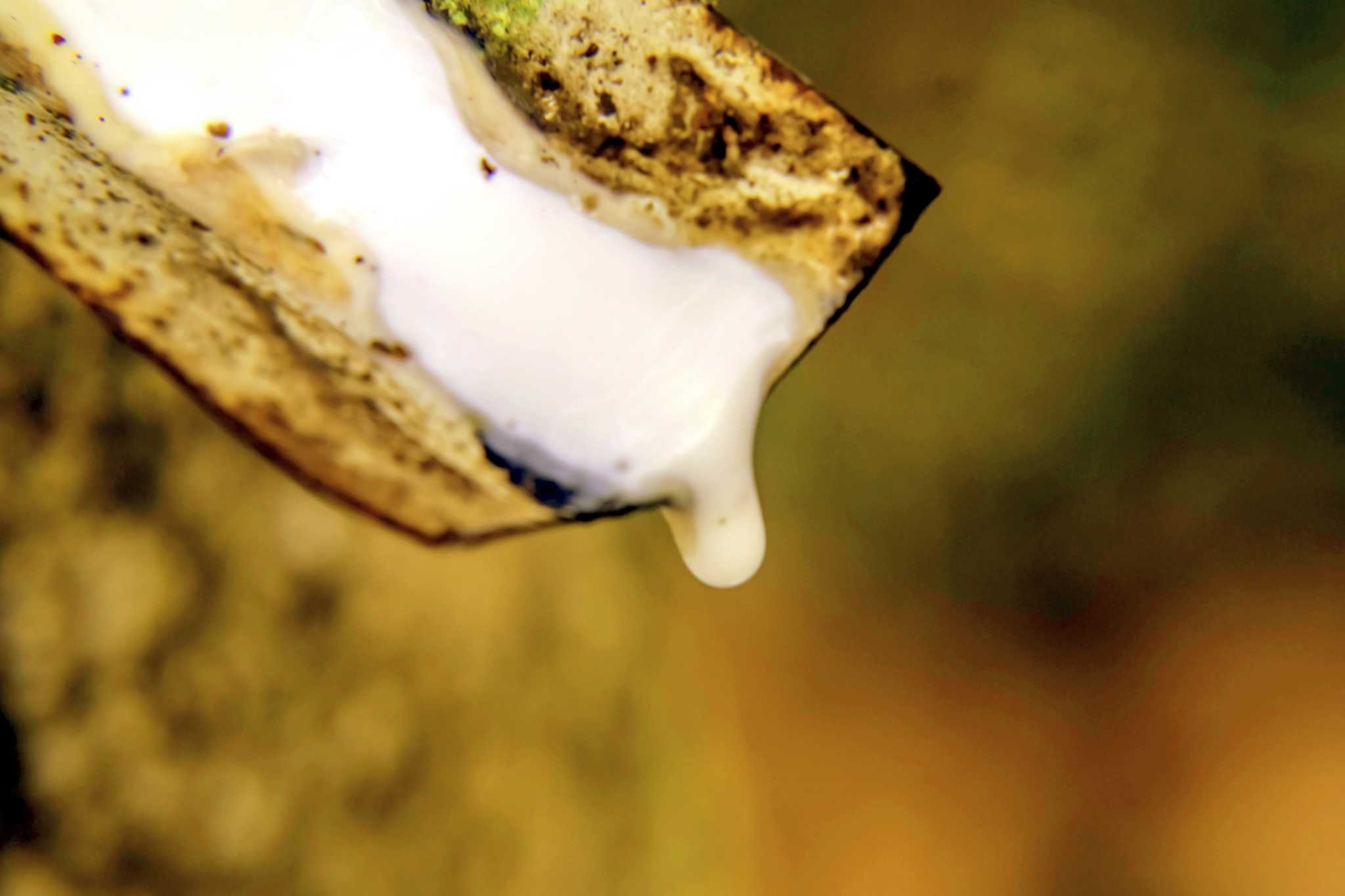 Is a Rubber Plant Poisonous to Children?