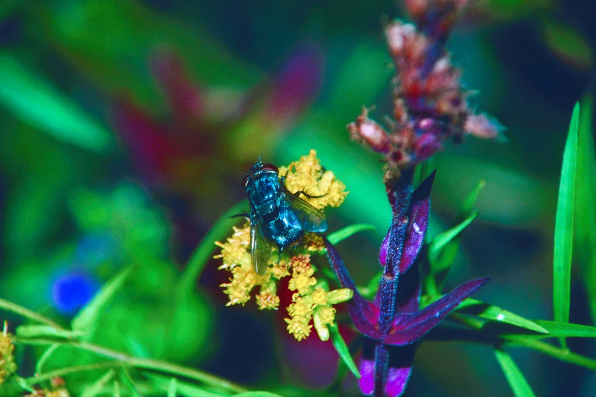 Does the Rue Plant Repel Fruit Flies?