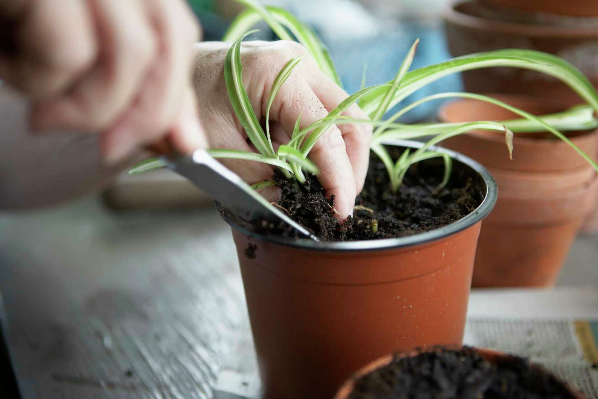 Rules for Repotting Spider Plants