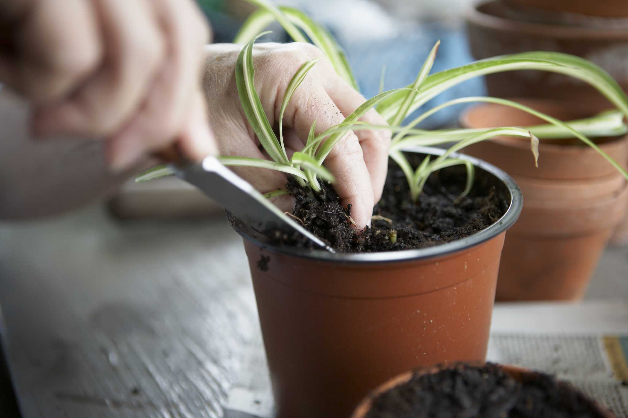 Planting & repotting spider plants - Plantura