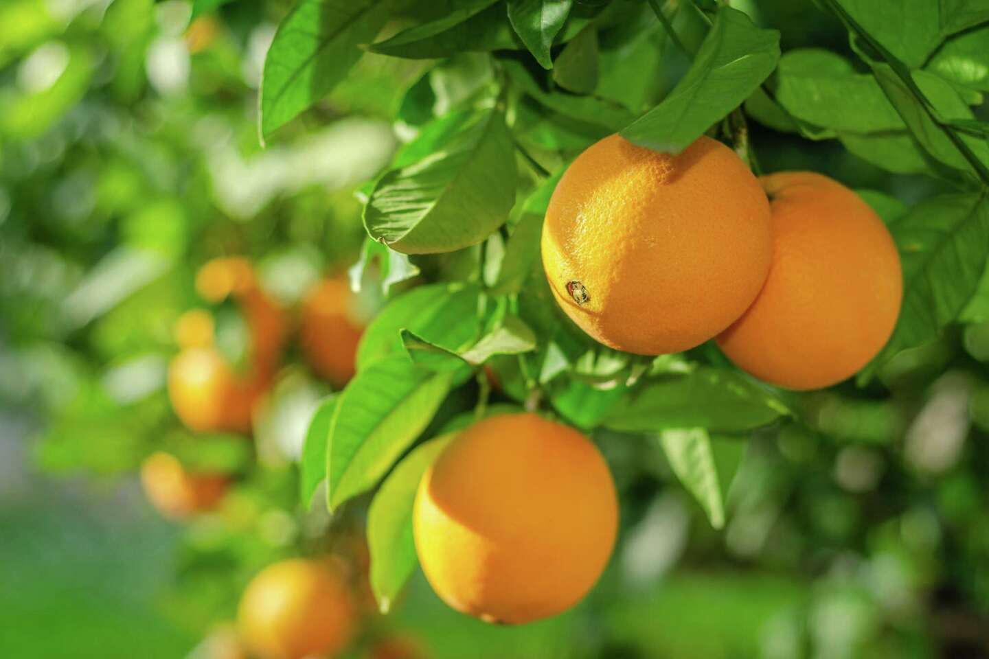 Orange Natural Ripe Process The Life Cycle of an Orange Fruit