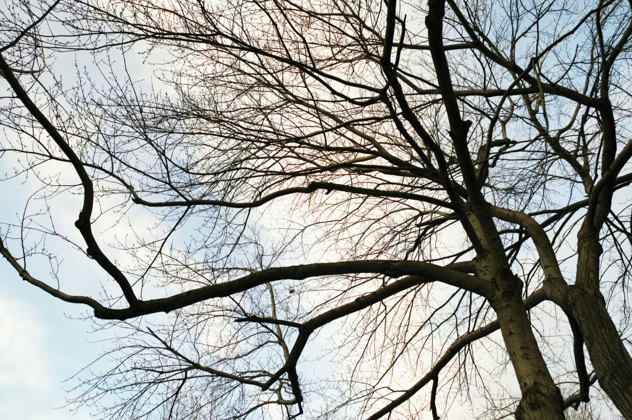 The Best Time to Prune a Boxelder Tree