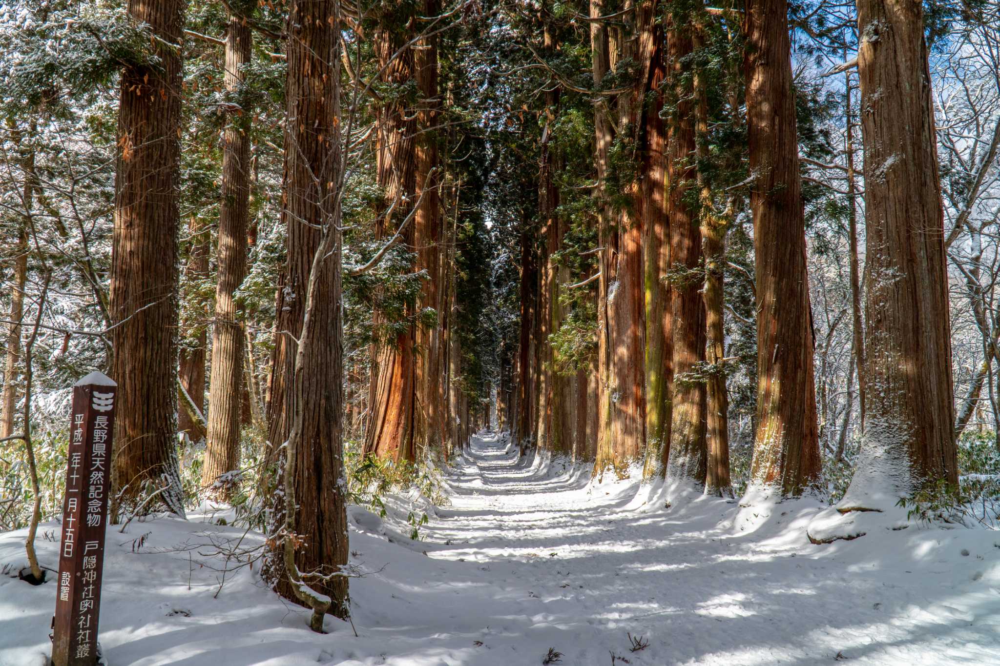 What Are Some of the Lightest Woods?