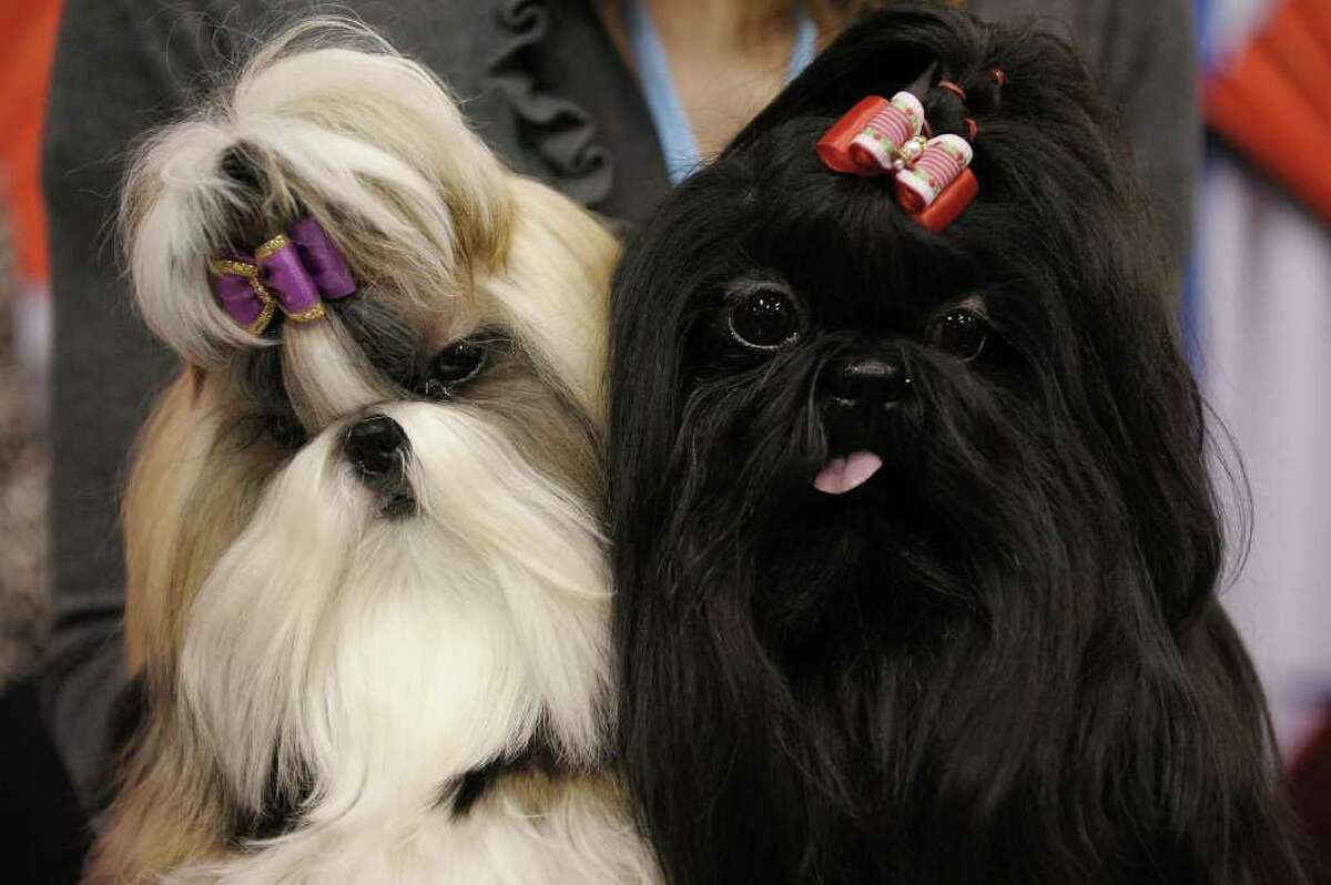 NEW YORK - OCTOBER 17: (L-R) Tylie and Kiera take part in the second annual "Meet the Breeds" showcase of cats and dogs at the Jacob K. Javits Convention Center on October 17, 2010 in New York City. "Meet the Breeds" is hosted by The American Kennel Club and Cat Fanciers Association, and 160 dog breeds and 41 cat breeds were presented this year. (Photo by Michael Loccisano/Getty Images)