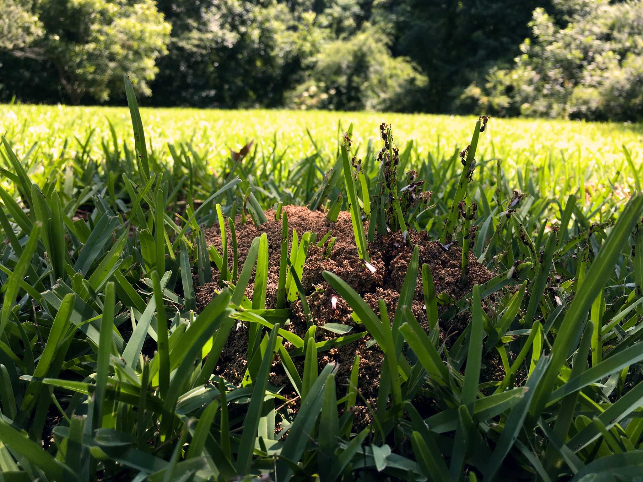 Safe Ant Killers To Spray In The Yard   RawImage 