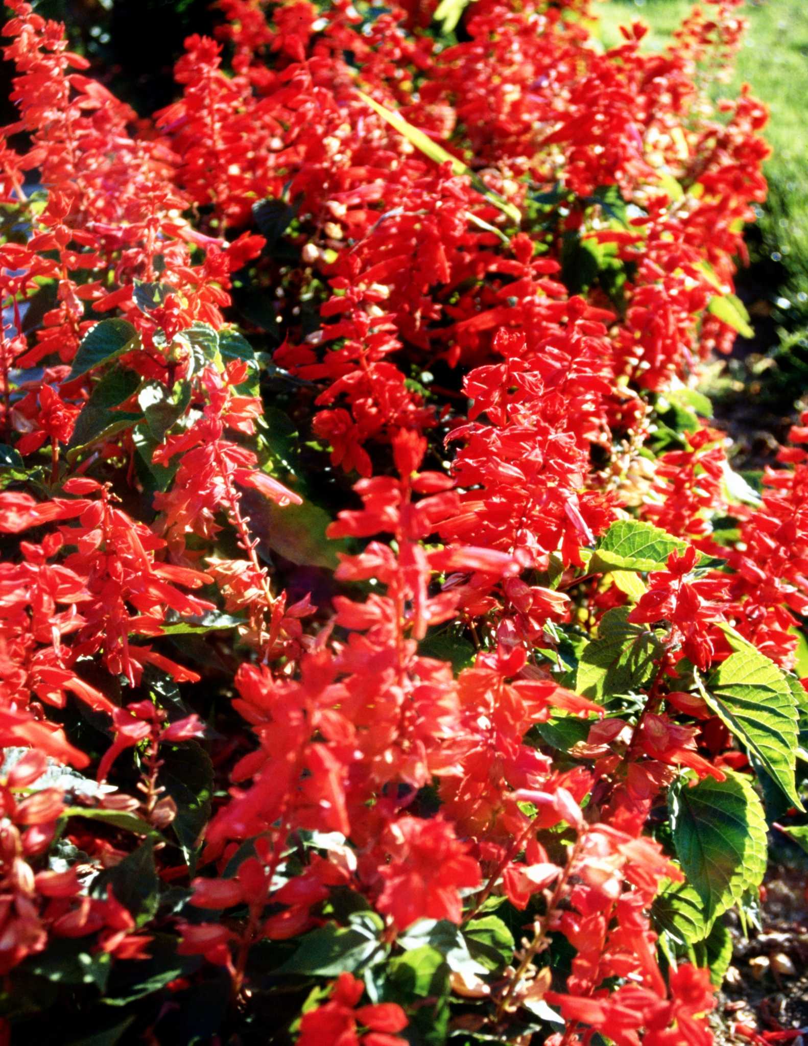 The Best Sage Plant for Attracting Hummingbirds