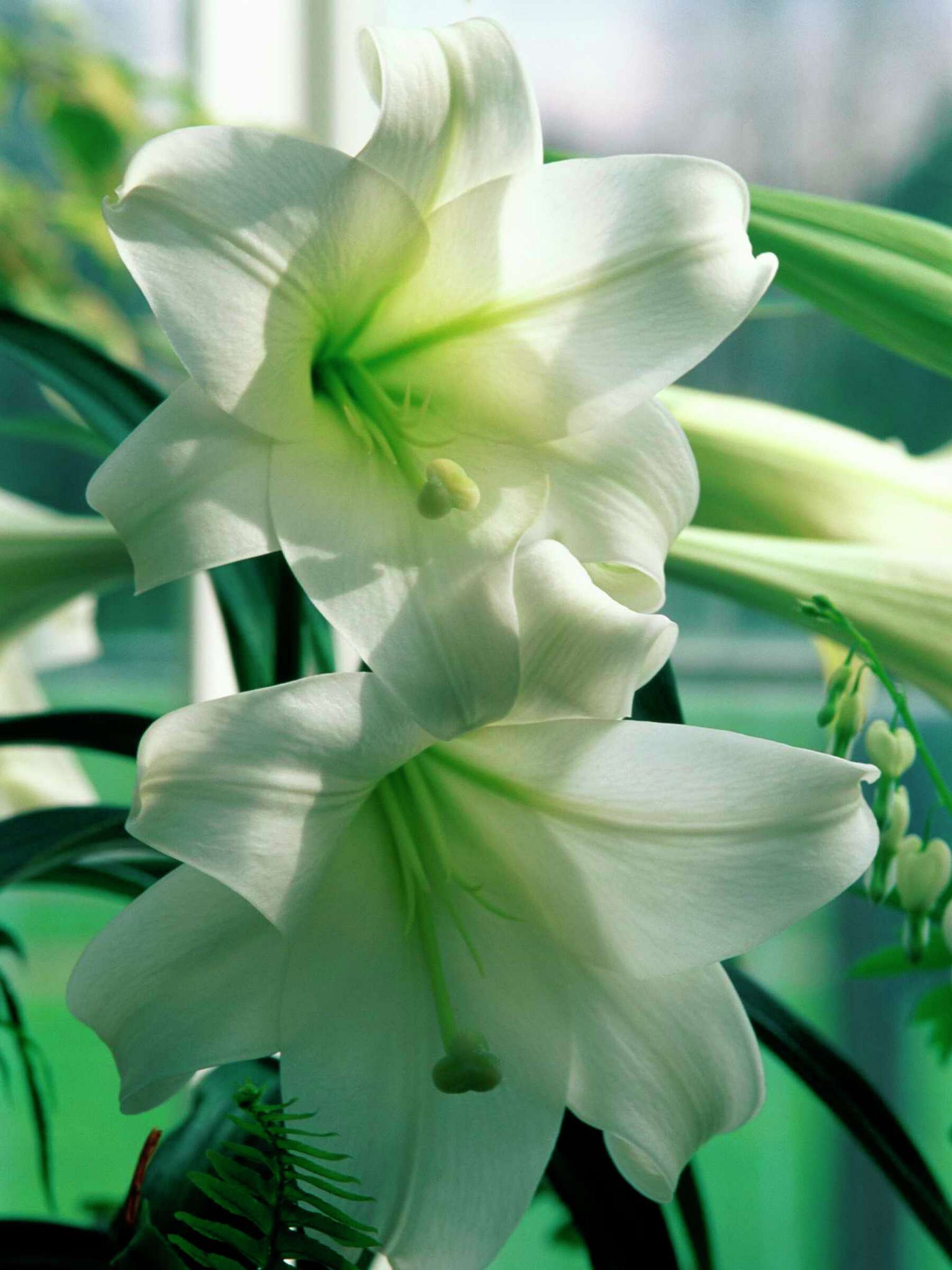 Why a Lily Won't Flower