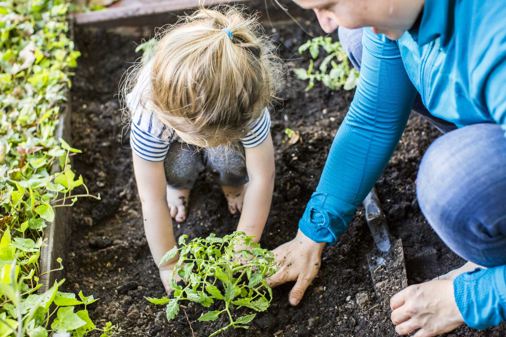 how-long-should-you-wait-to-plant-plants-after-applying-roundup