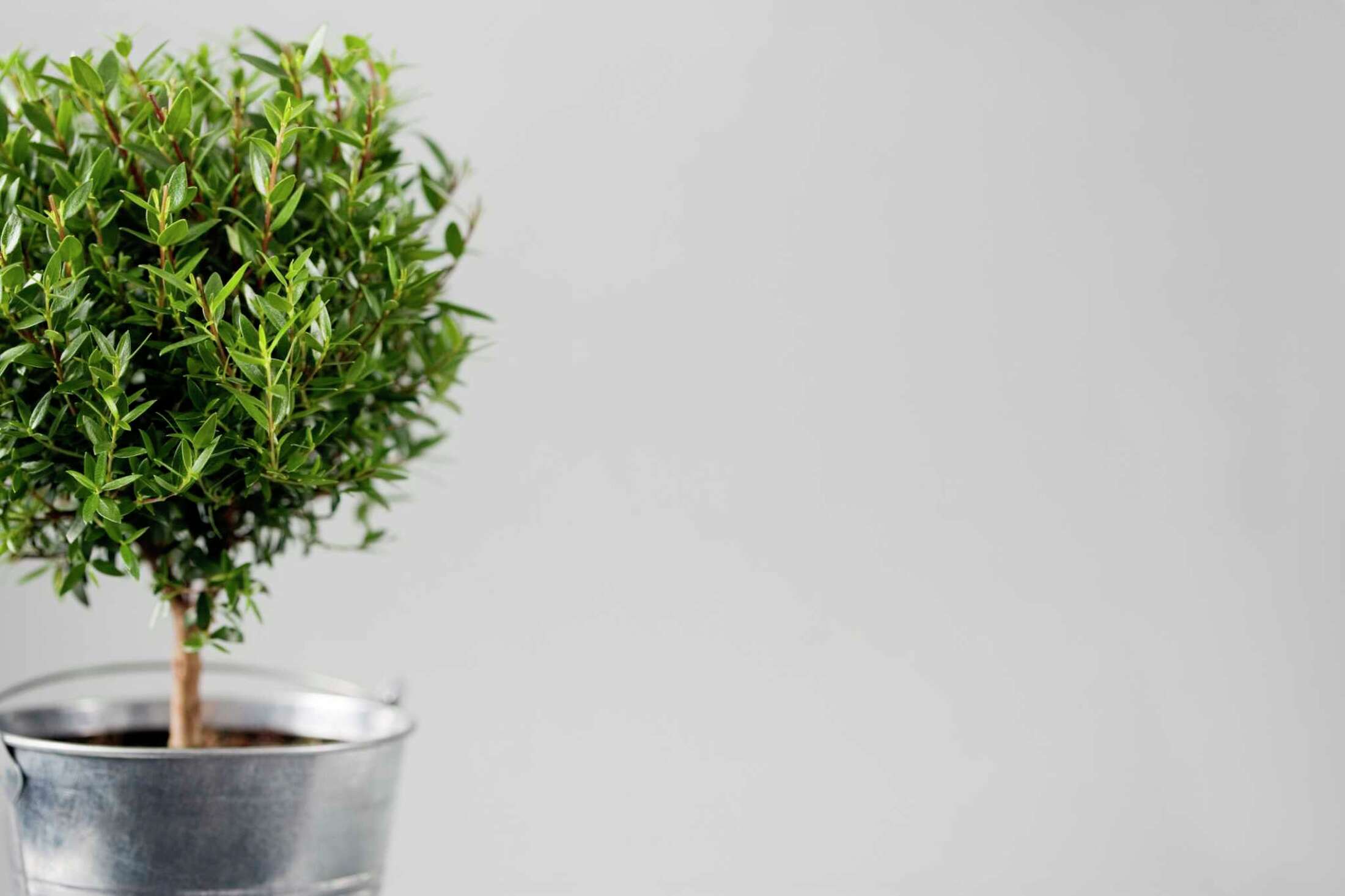 The Best Planting Mixes for Boxwood Shrubs