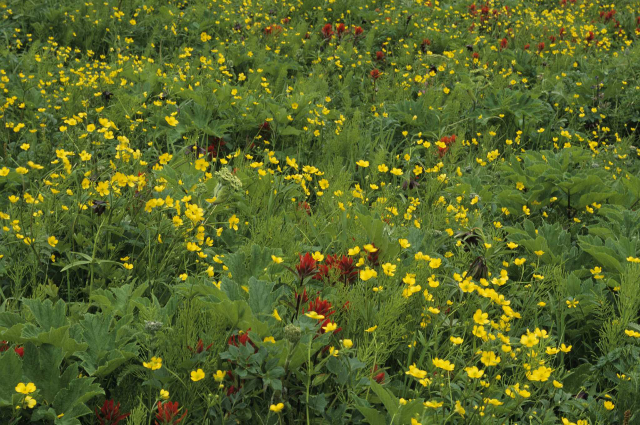 List of Wild Flower Seeds for Zone 8