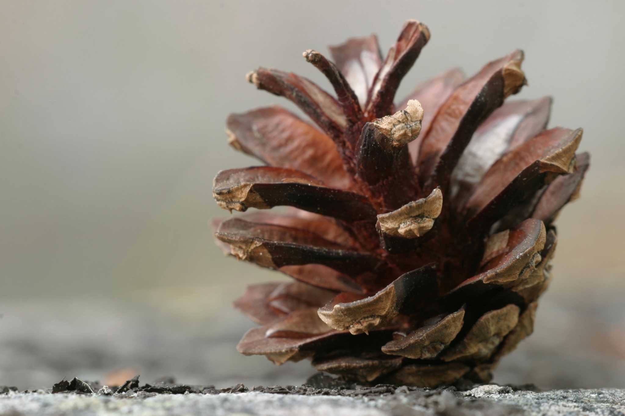 List of Wind-Pollinated Trees