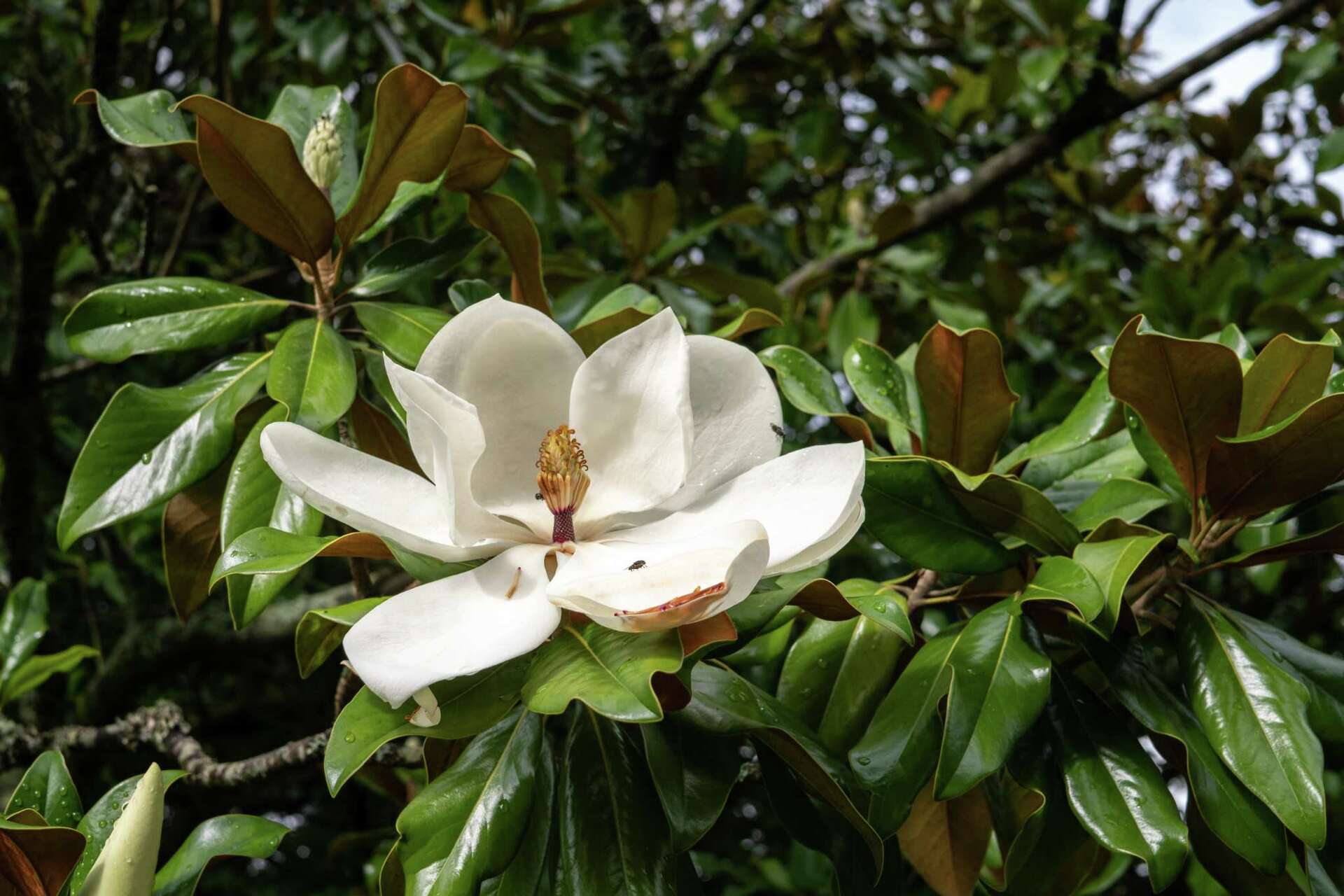 How to Save Magnolia Seed