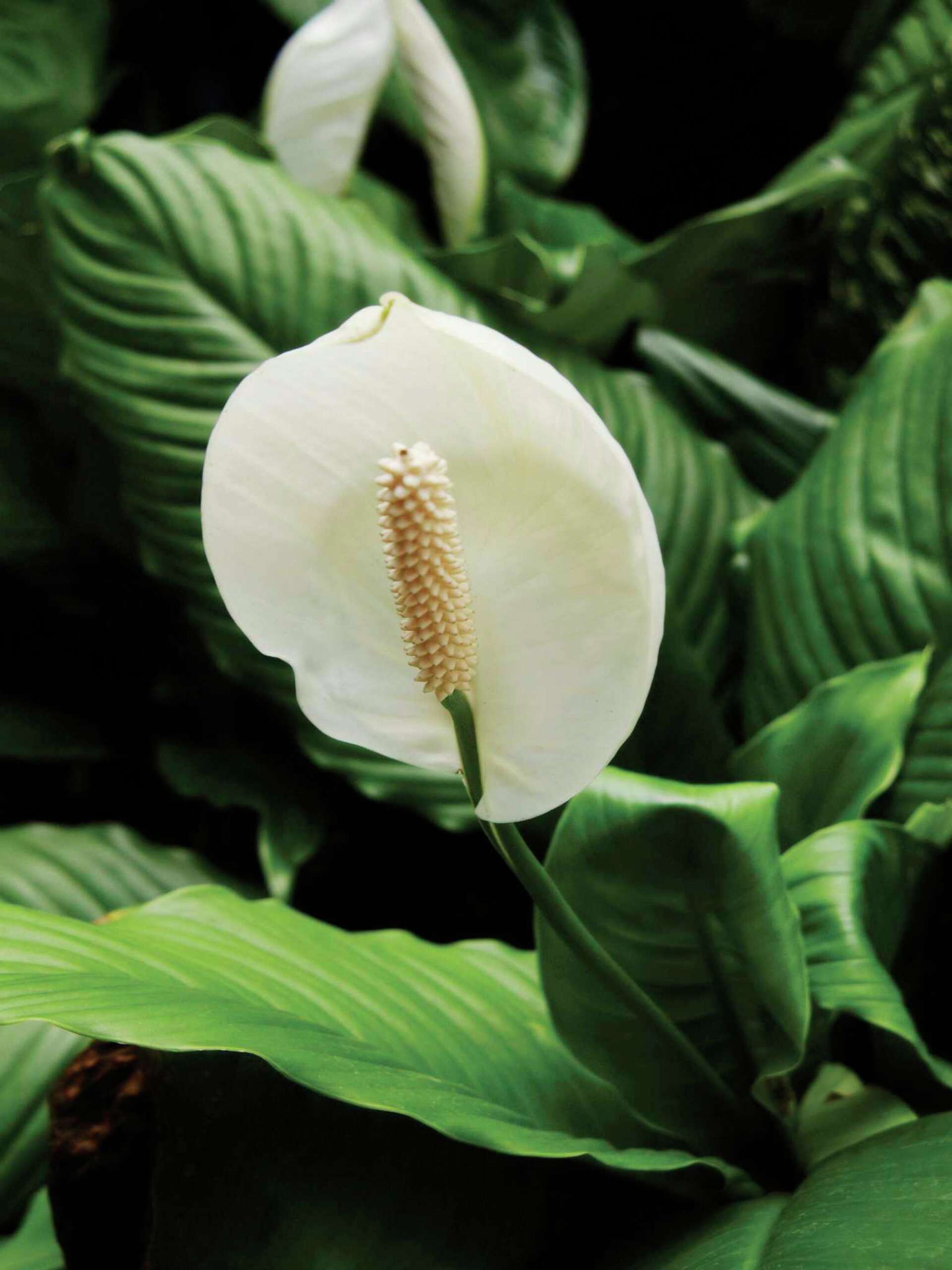 golden pothos pet safe Golden Pothos