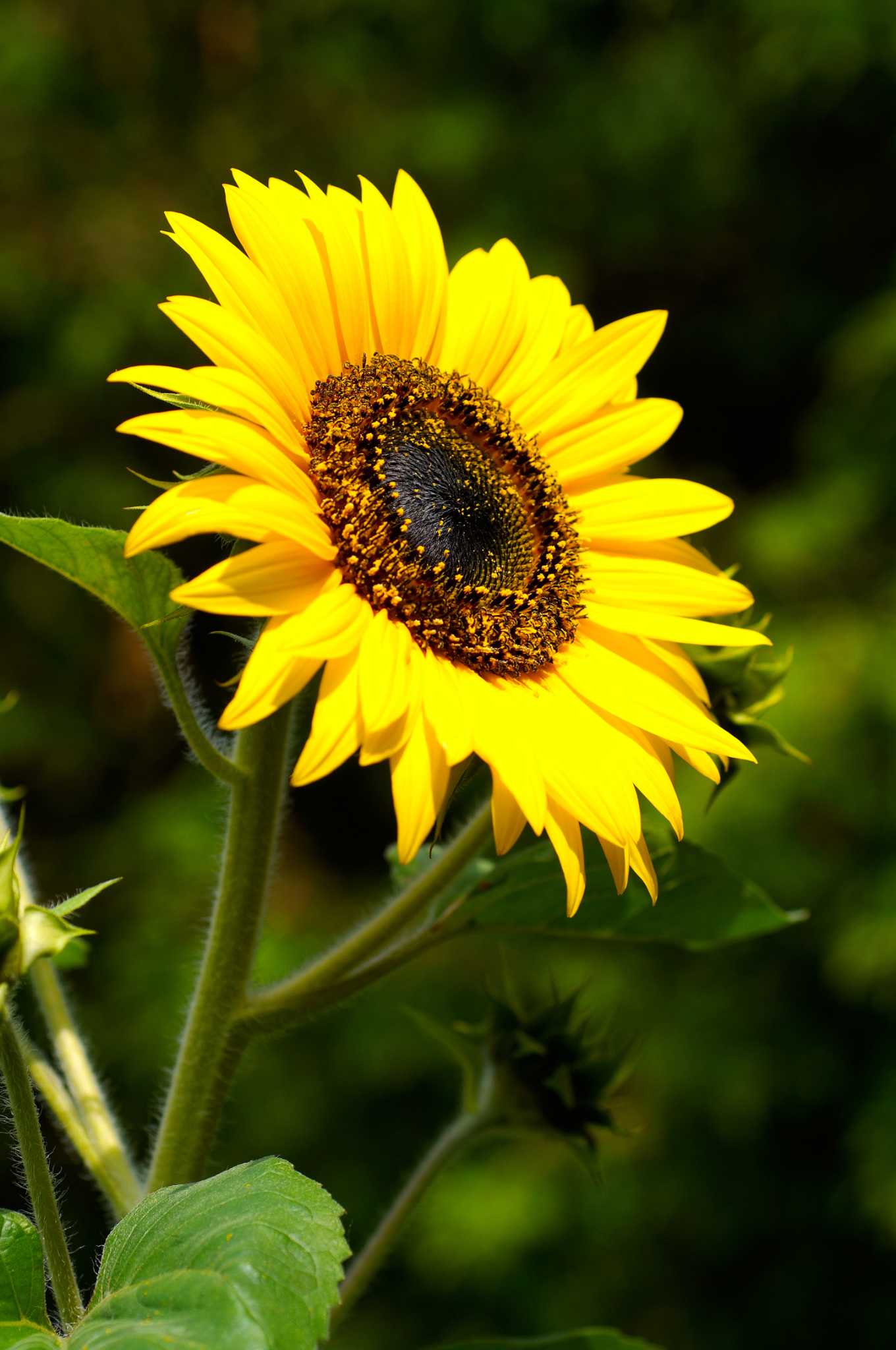 How to Save Sunflower Seeds to Plant the Following Spring