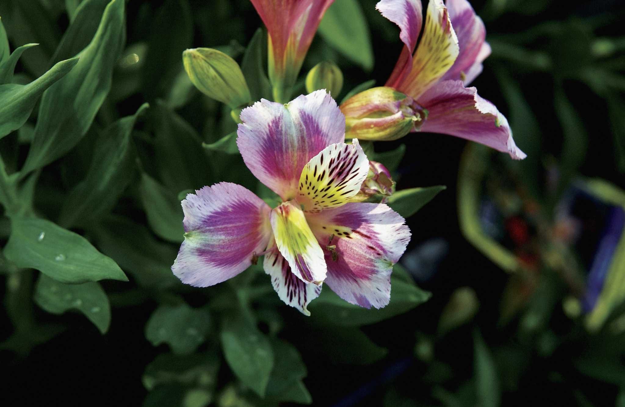 How Long Does an Alstroemeria Last?