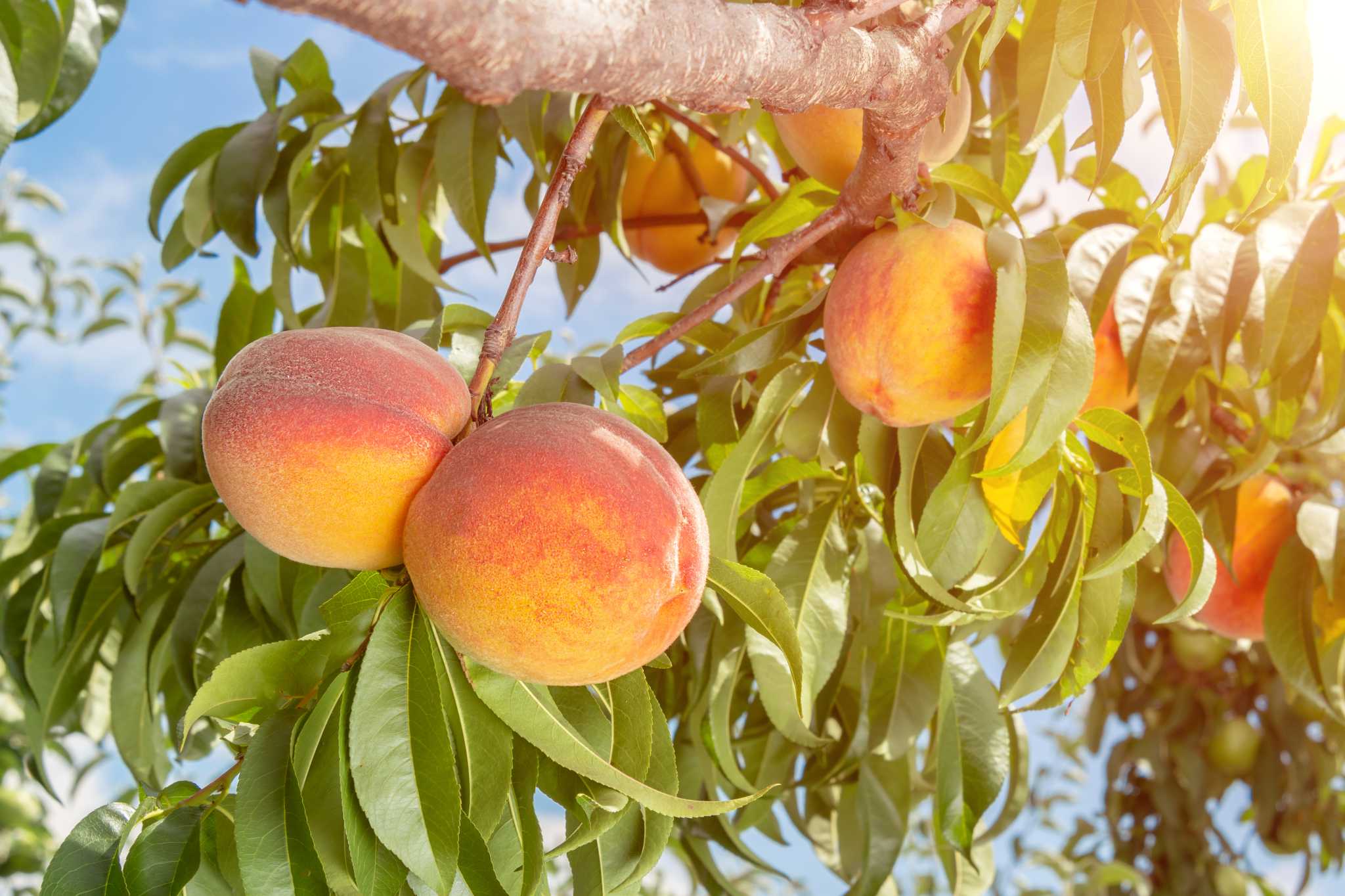 How Long Before A New Peach Tree Bears Fruit 