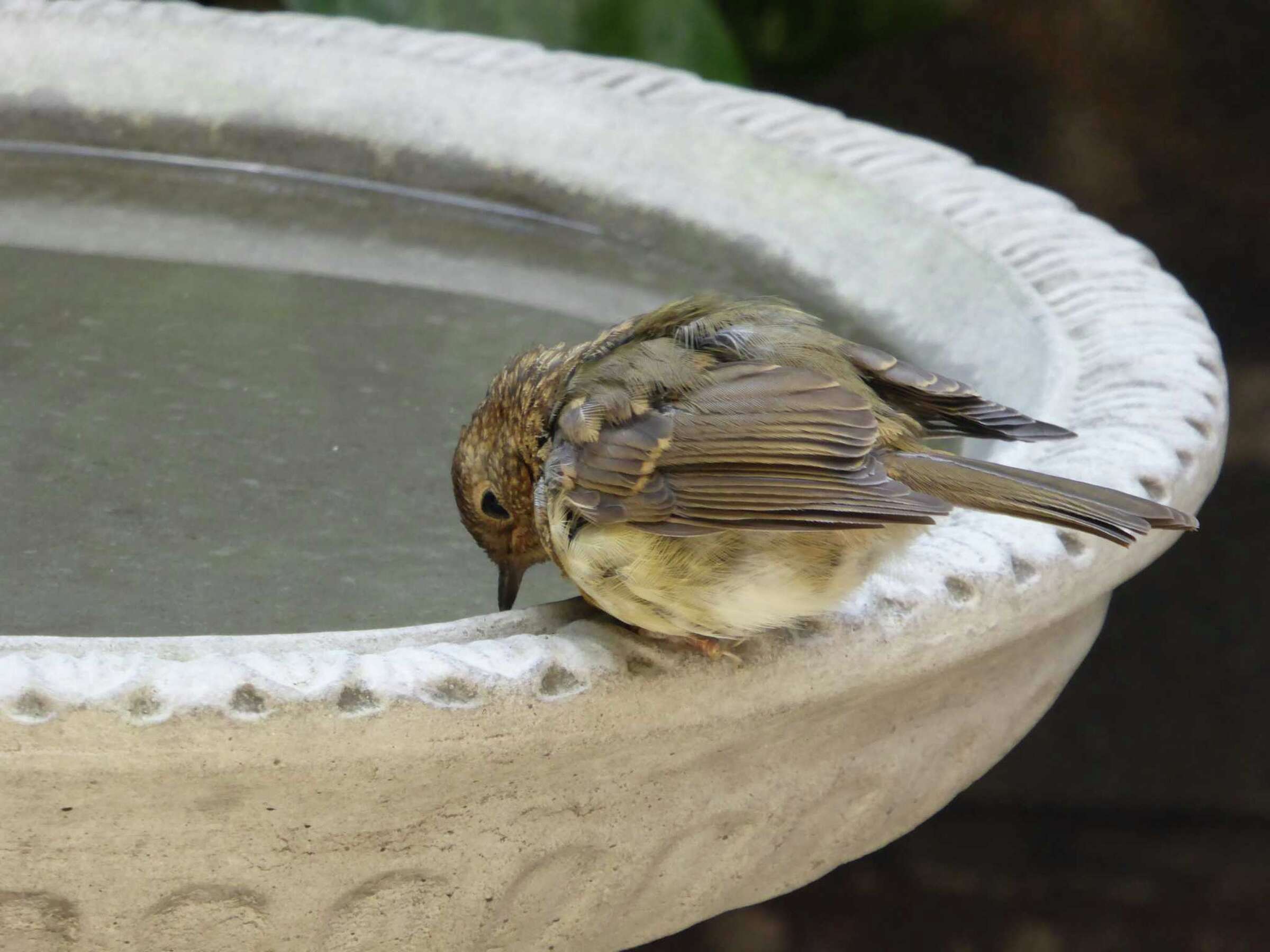 How to Seal a Concrete Birdbath