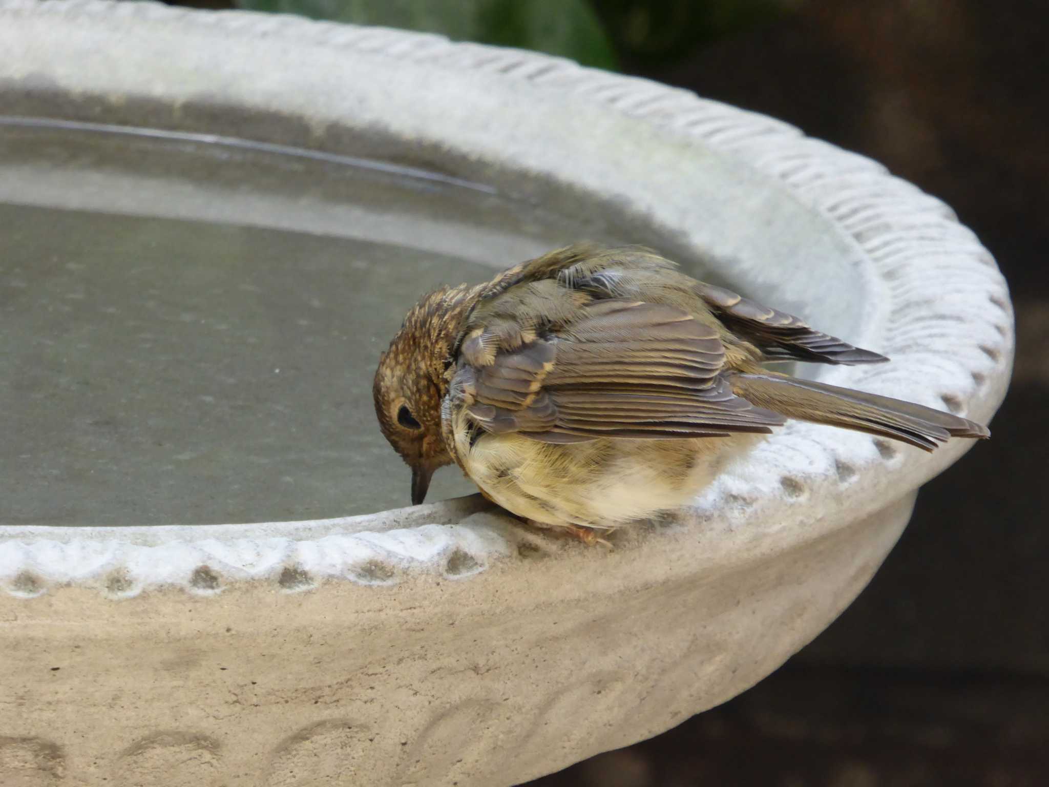 How to Seal a Concrete Birdbath