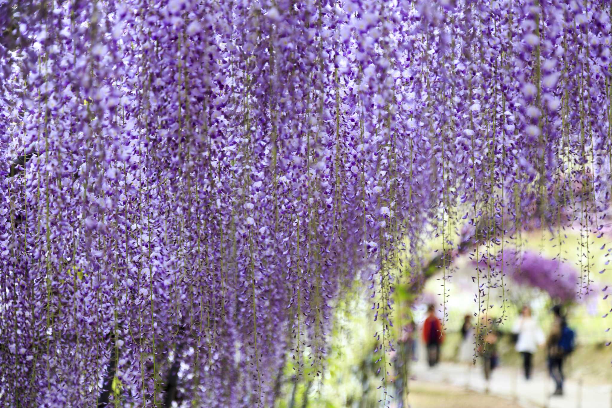 How Long Does It Take Before a Wisteria Plant Blooms for the First Time?