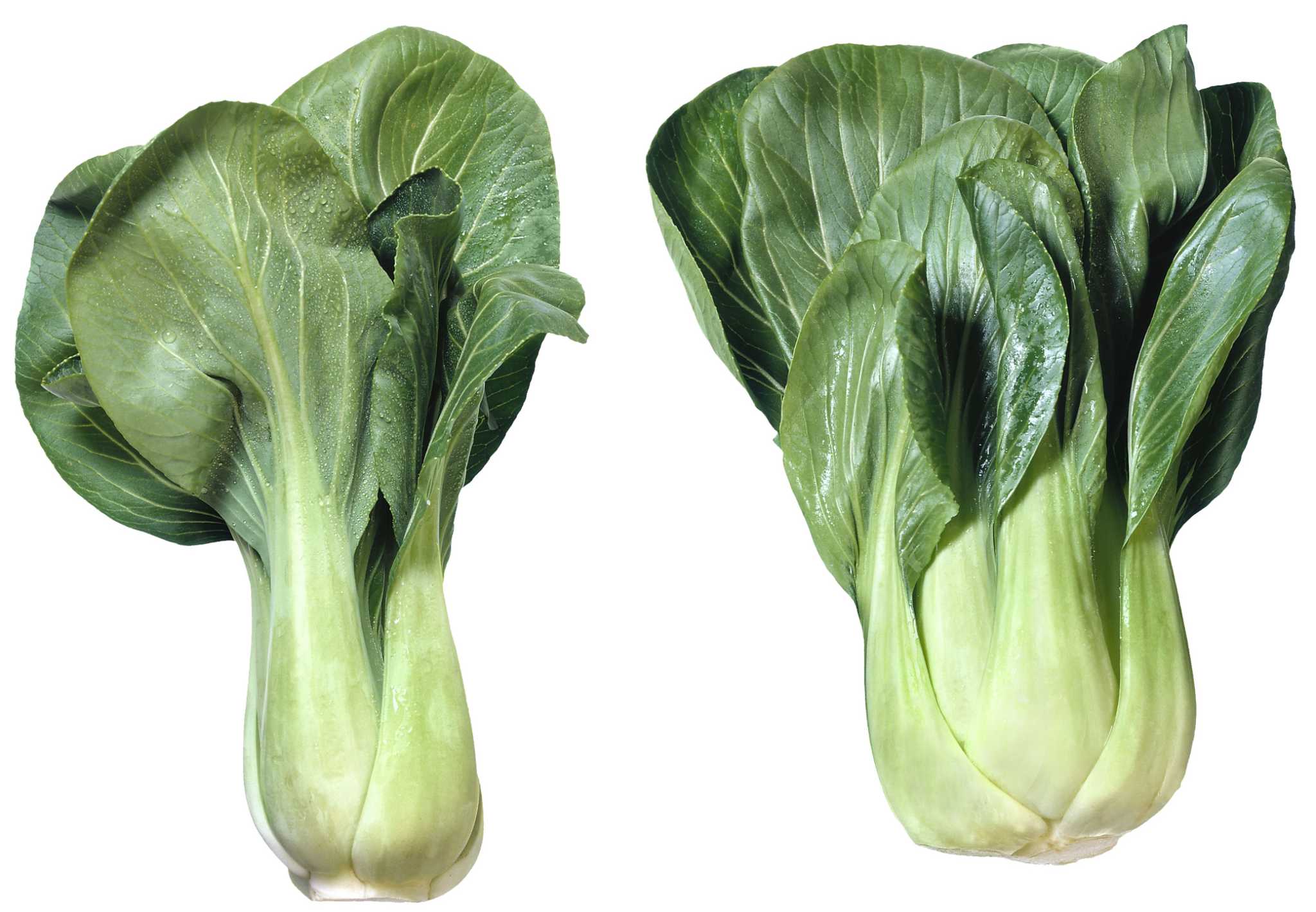 How Long Does Bok Choy Take to Grow?