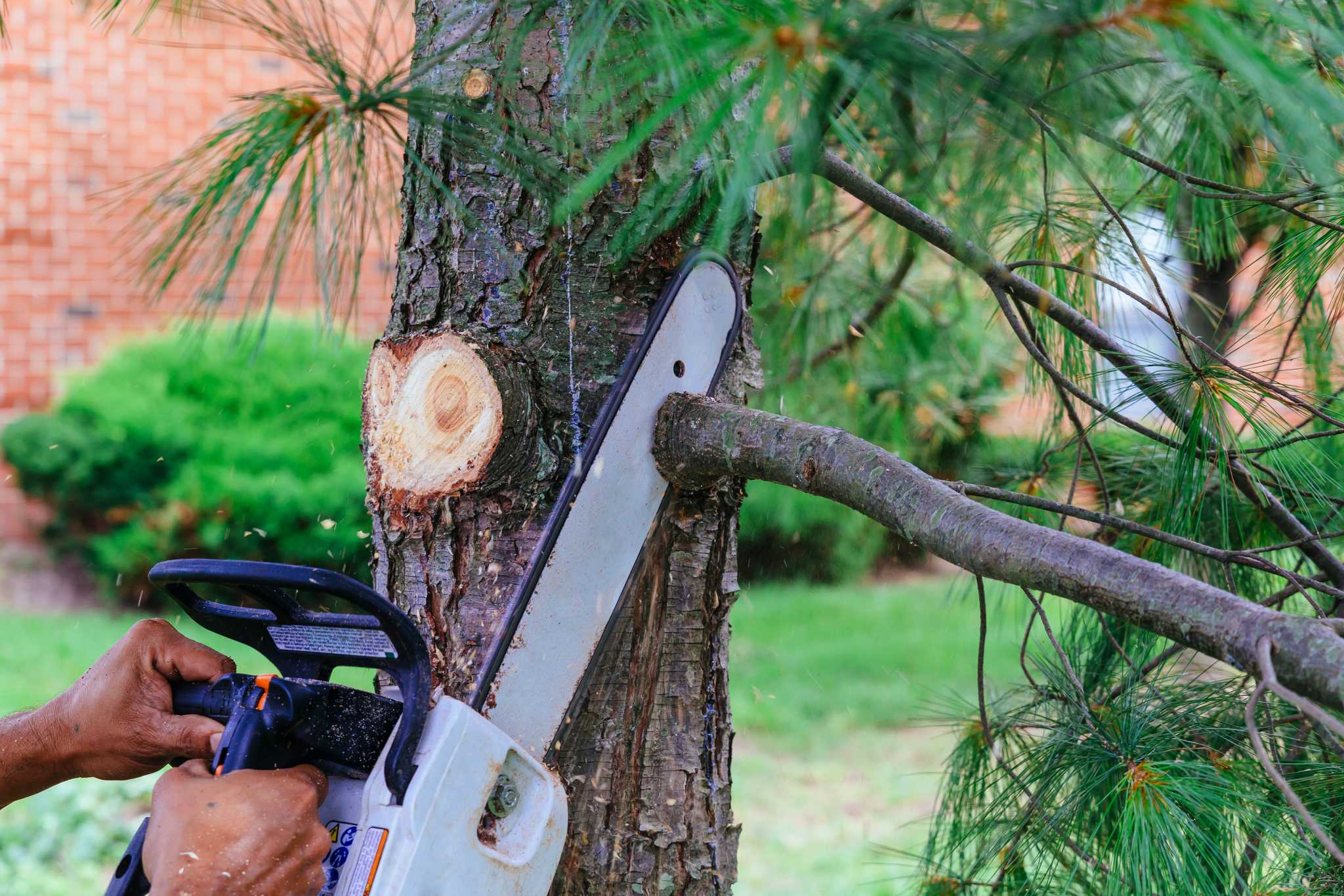 How to Seal a Cut Limb on a Tree