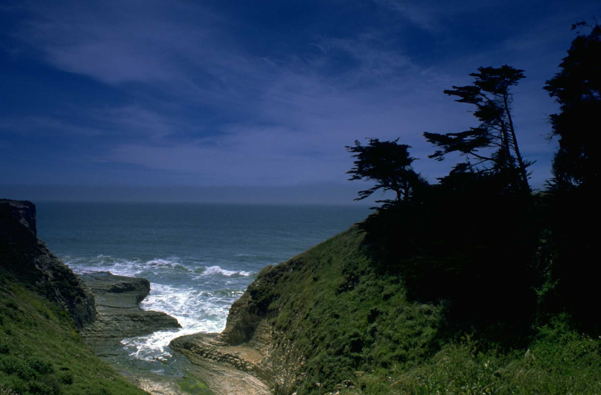 How Long Do California Lilacs Live?