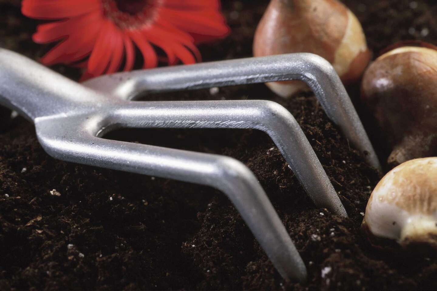 How Long Can Bulbs Live Out of the Ground?