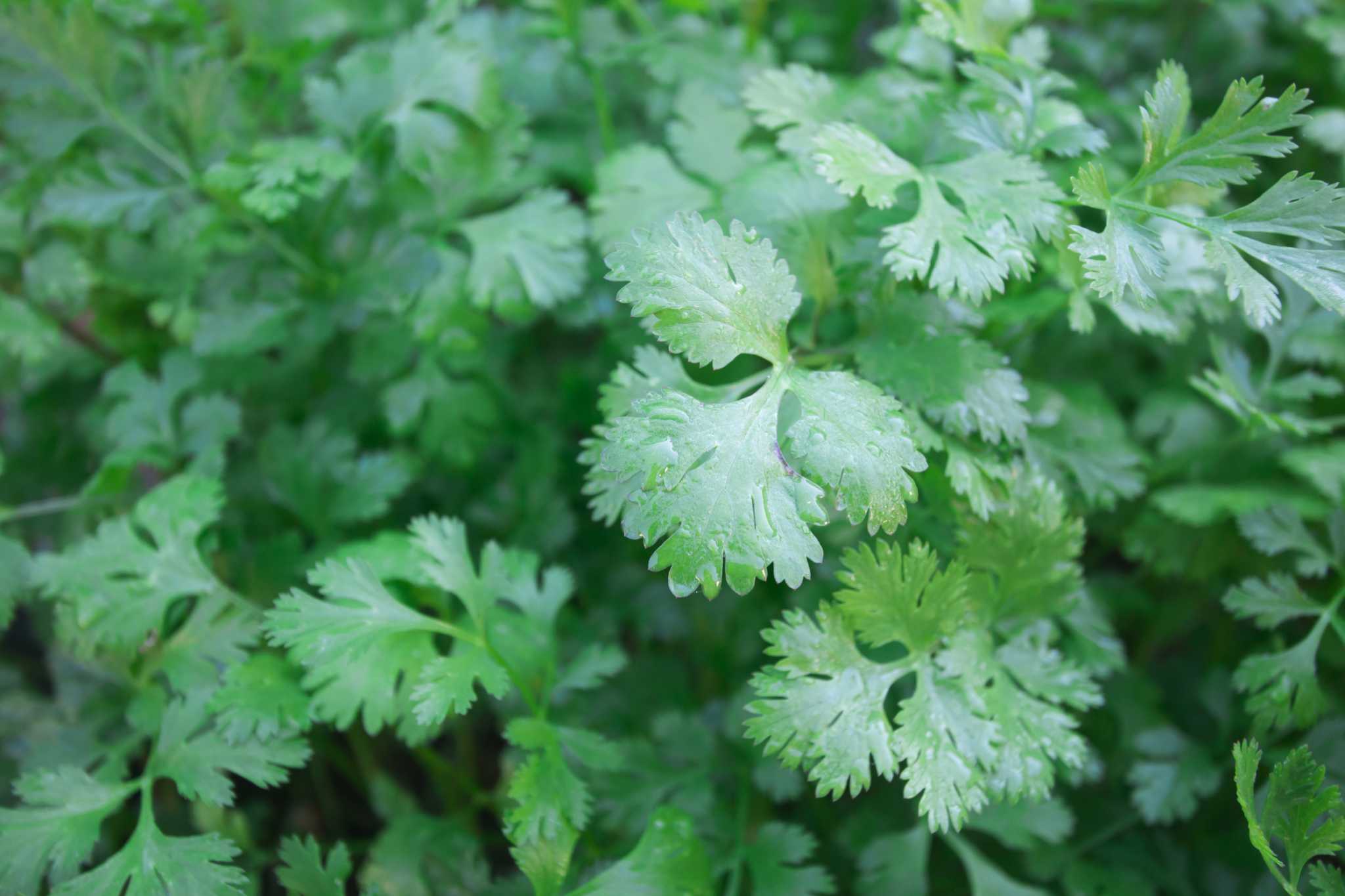 How Long Does Coriander Take to Grow?