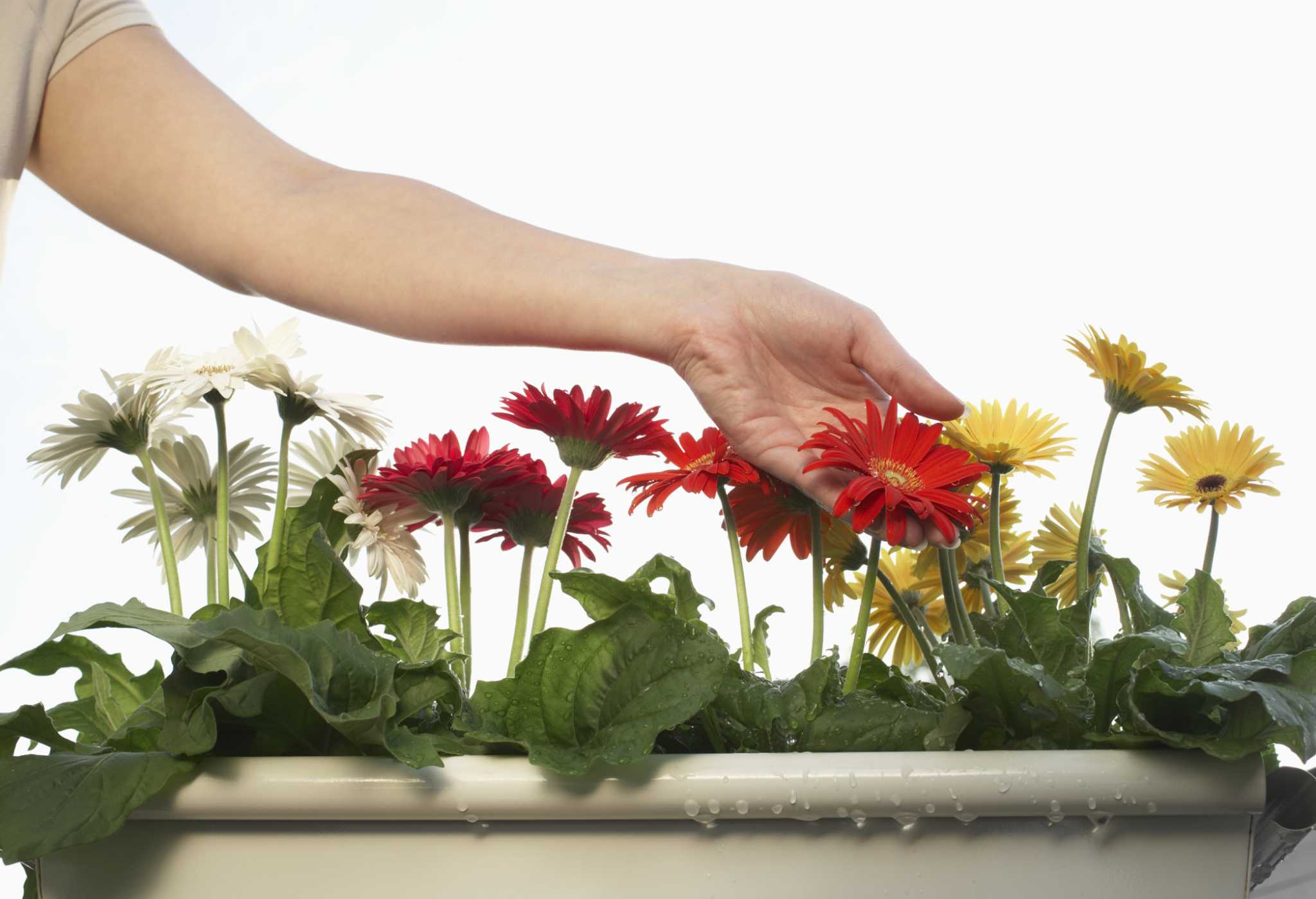 How to Gerbera Daisy from Seed