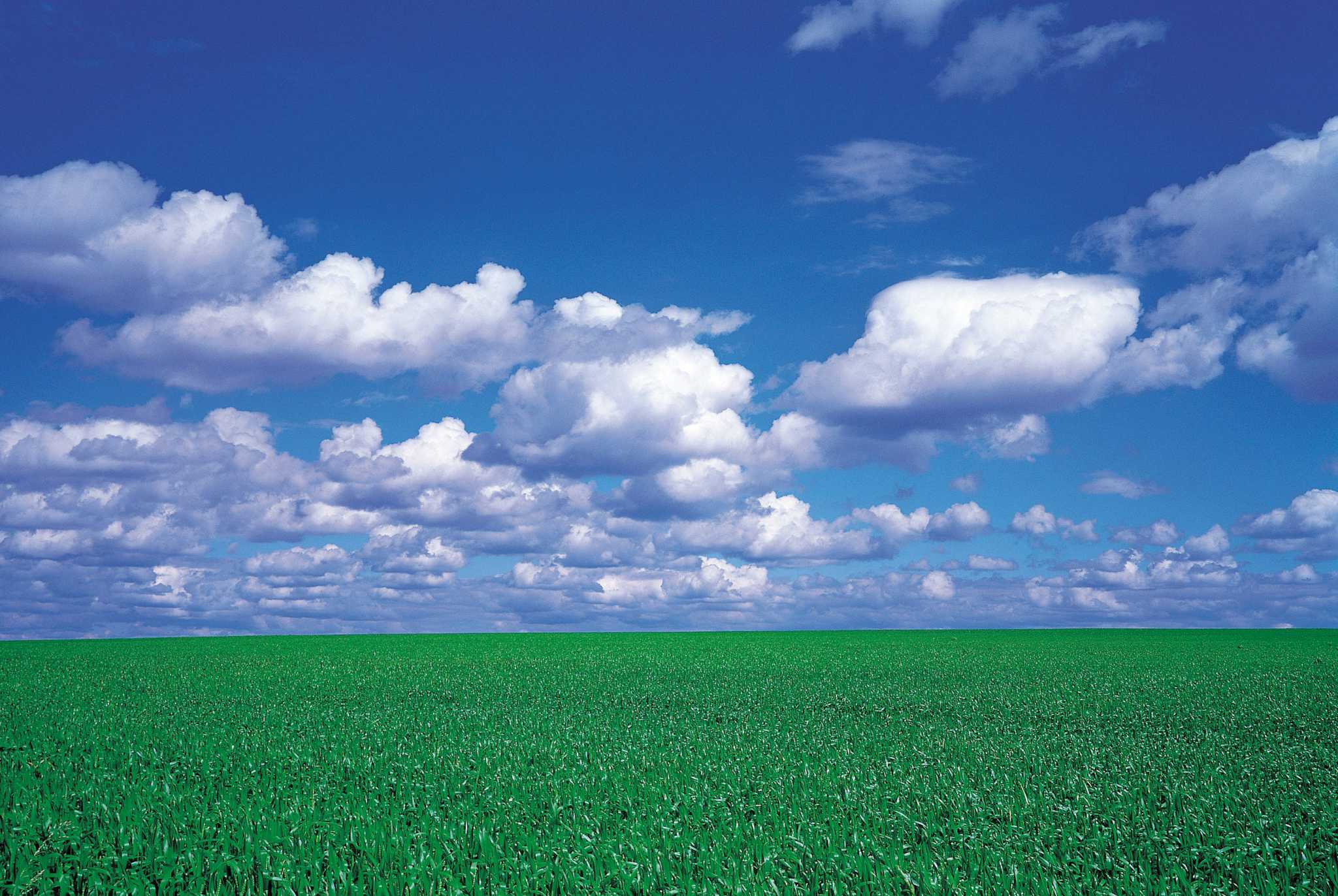 How Long Does Grass Need to Grow Before You Mow?