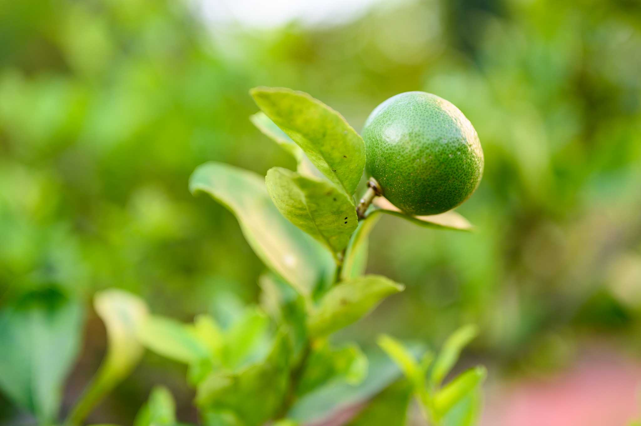 Key Lime Trees For Sale svauto.dk
