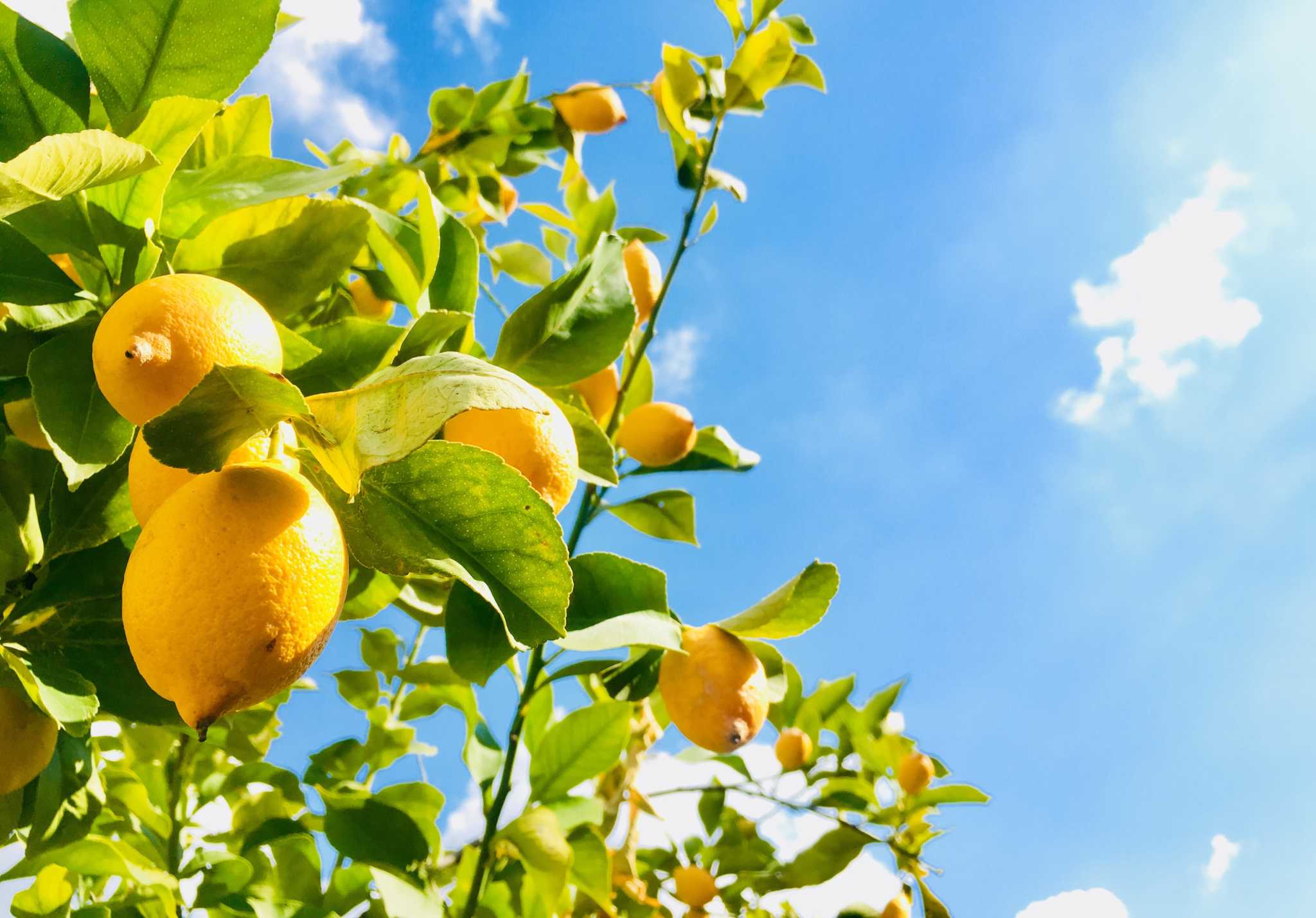 How Long Does it Take a Lemon Tree to Bear Fruit?