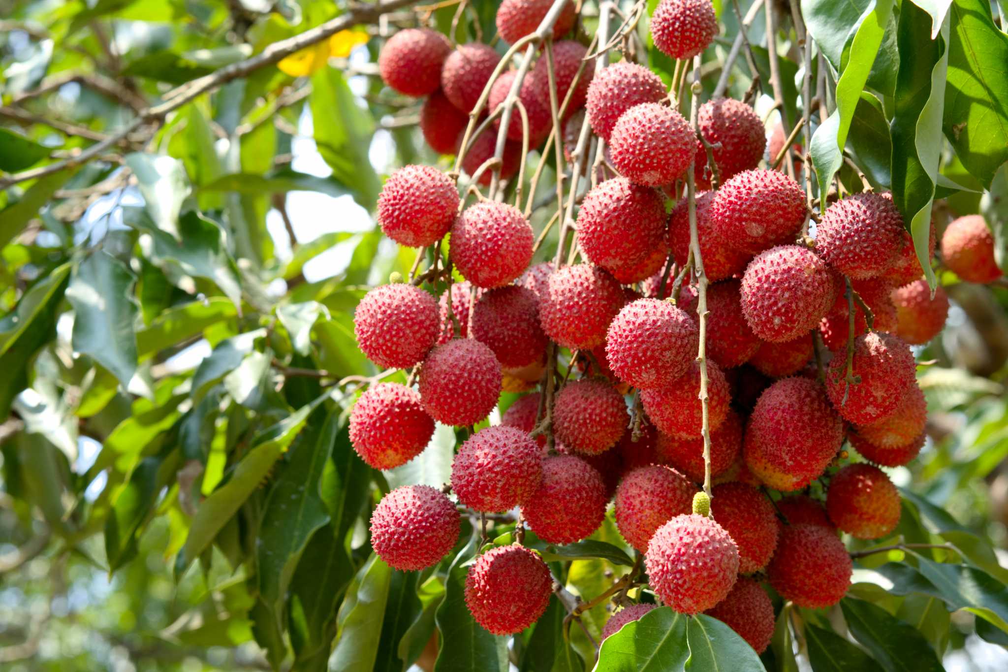 How Long Do Lychee Trees Take to Produce Lychees?