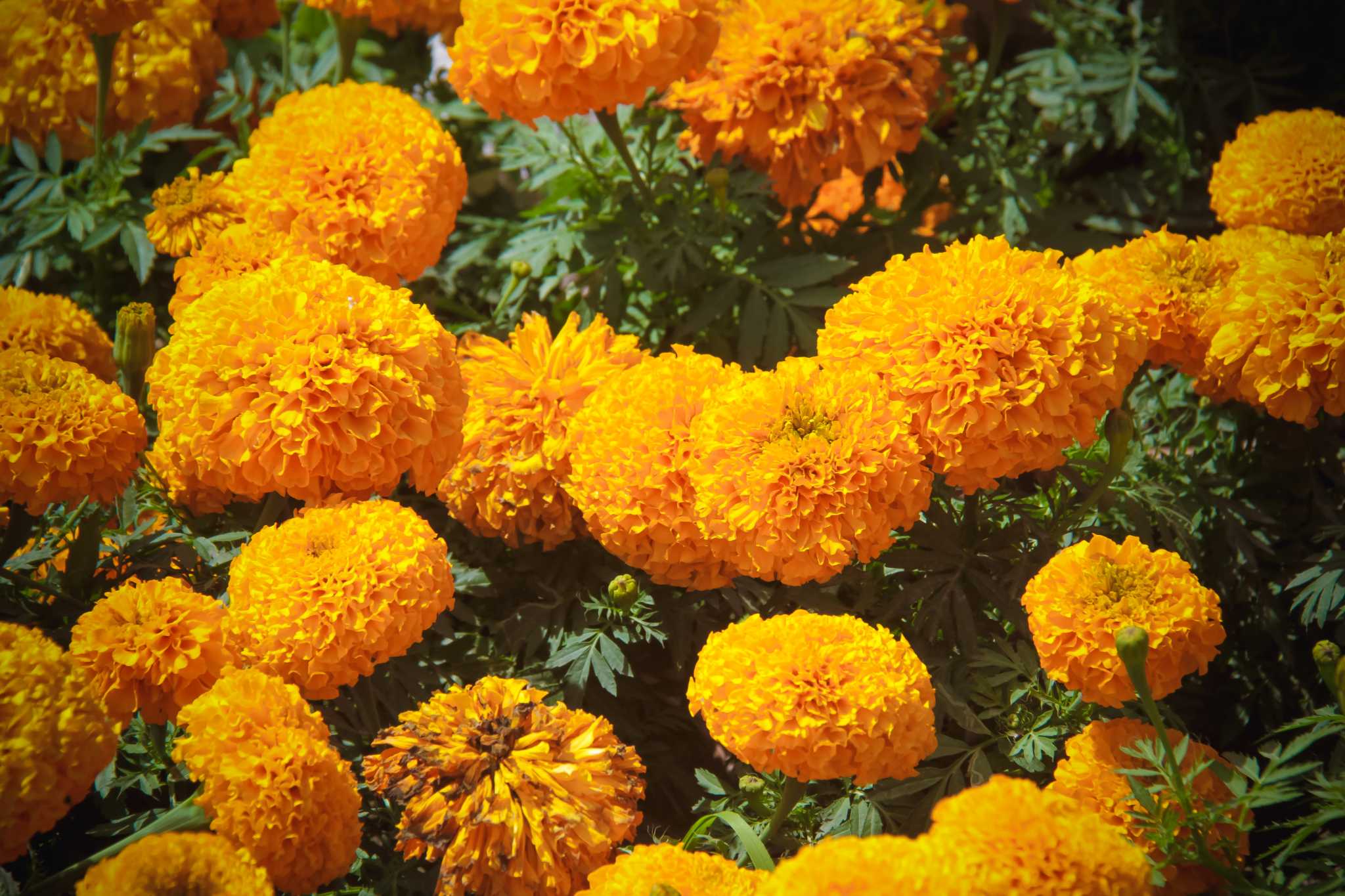 How Long Does It Take Marigolds to Germinate?