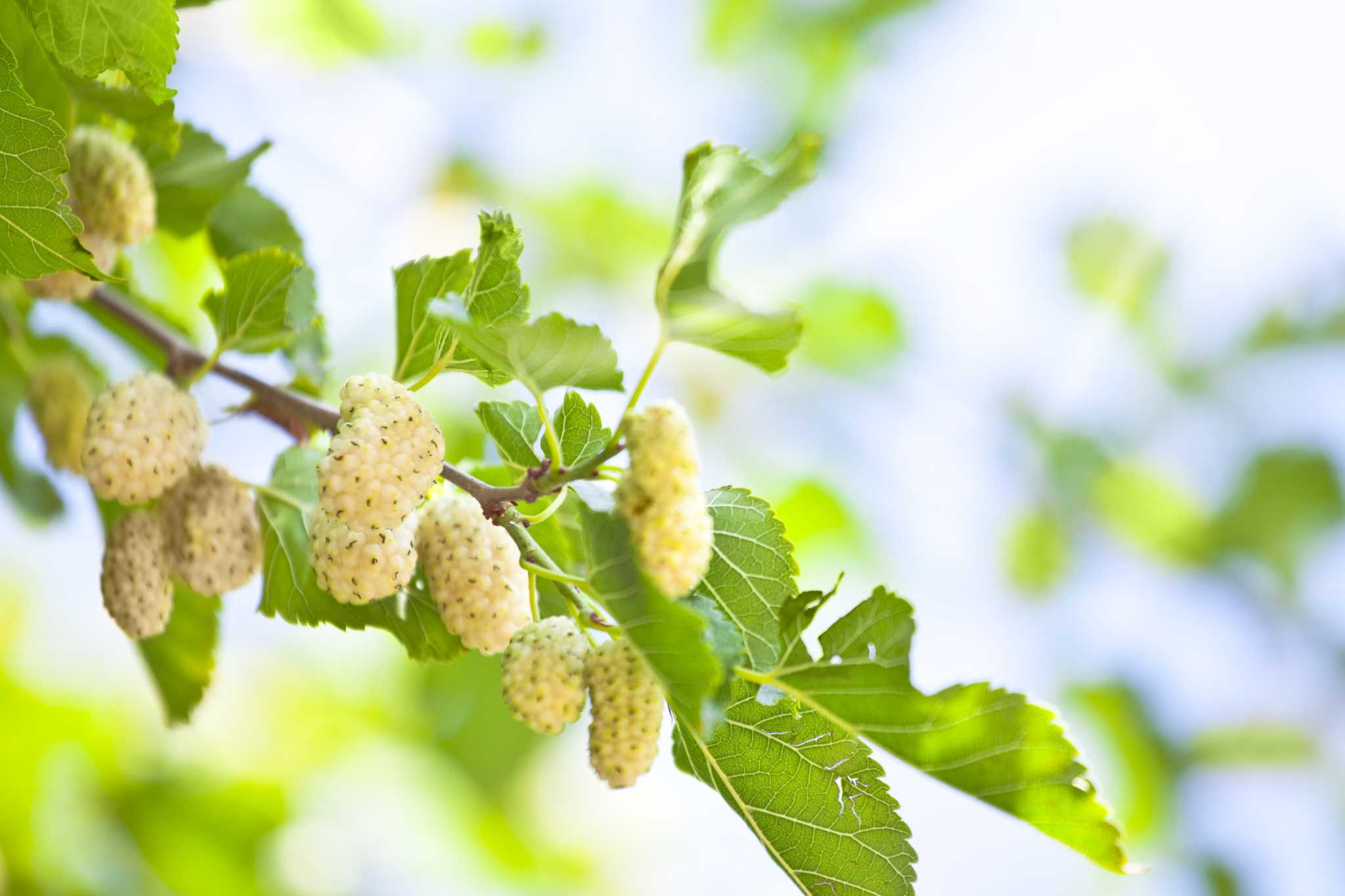 Mulberry Female Flowers  Boulder Tree Care - Pruning & Tree