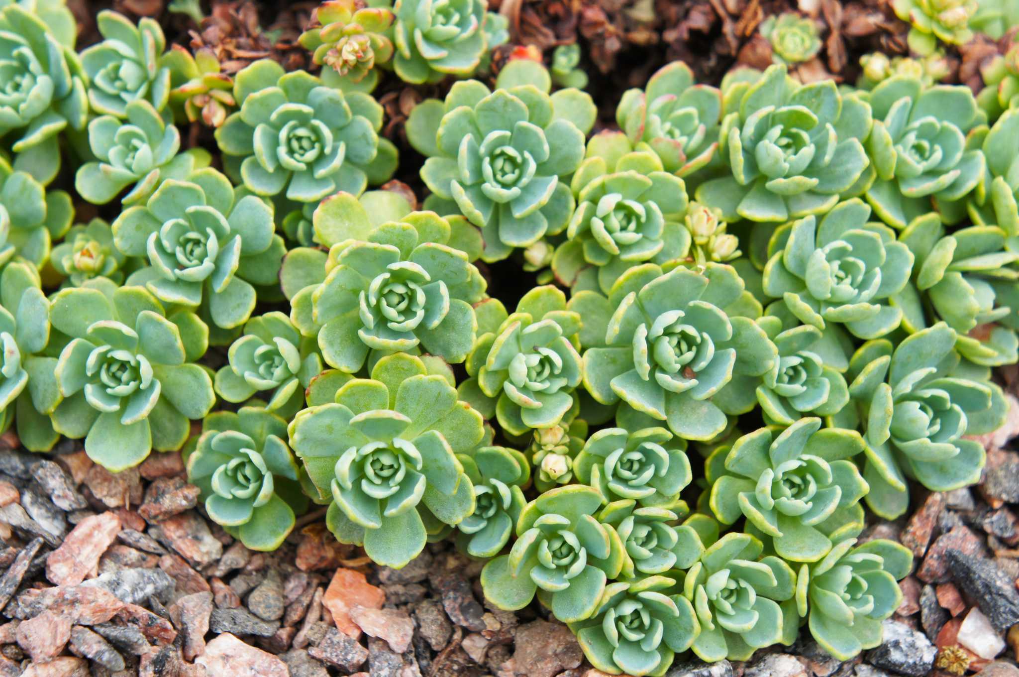 How Does Sedum Propagate?
