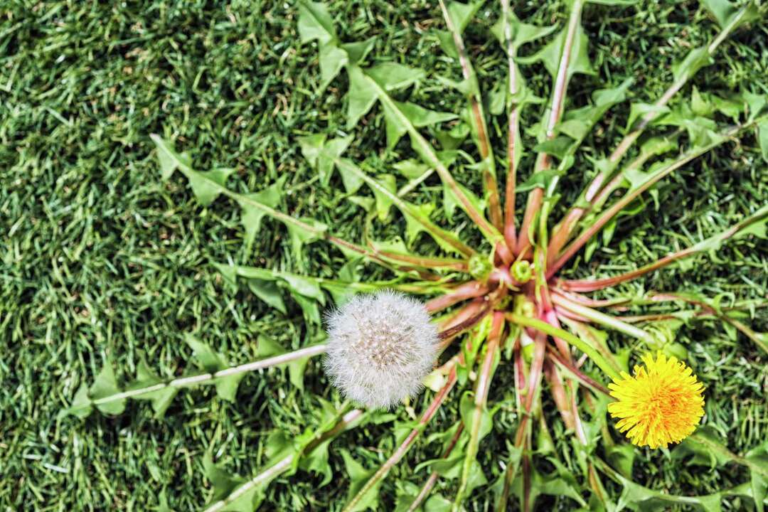 How Long Does Ortho WeedBGon Take to Work?