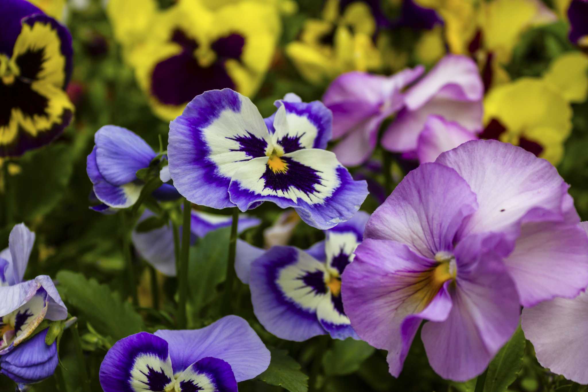 How Long Do Pansies Bloom?