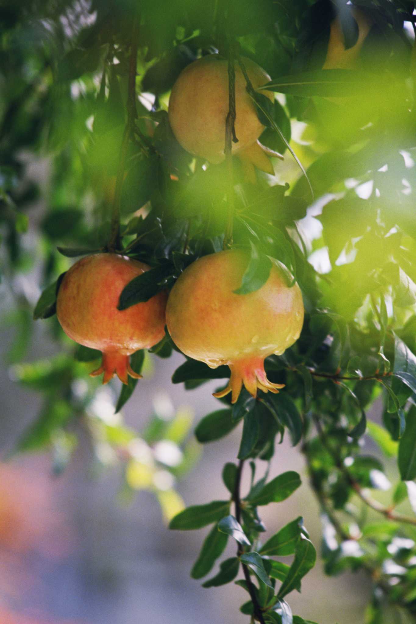How Long Does It Take for a Pomegranate Tree to Grow?