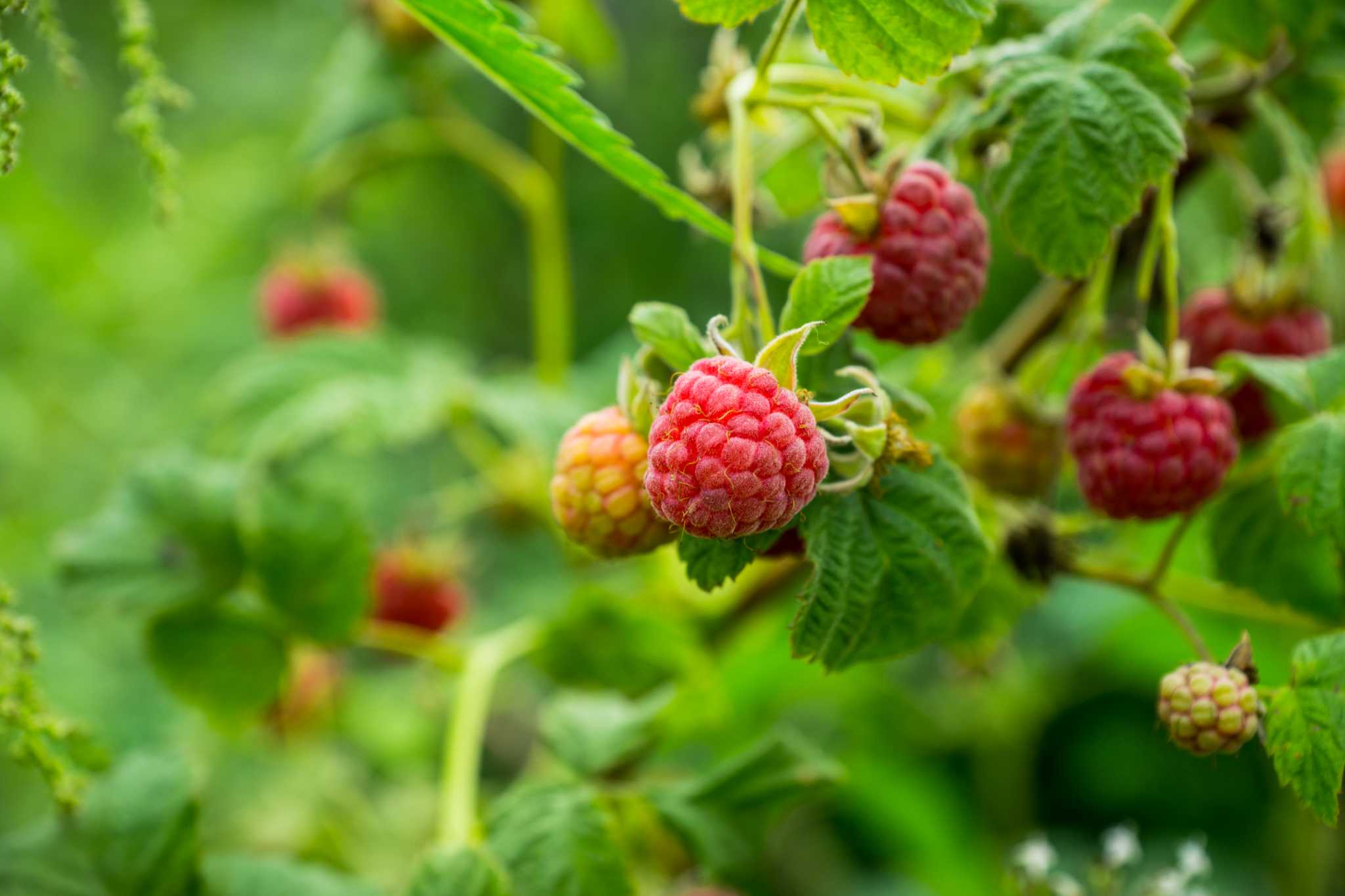 How Long Do Raspberry Bushes Take to Produce?