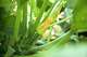 821c2964f6c24527841ea001ac888cb9.jpg from How Long for Zucchini Flowers to Turn Into Zucchini?