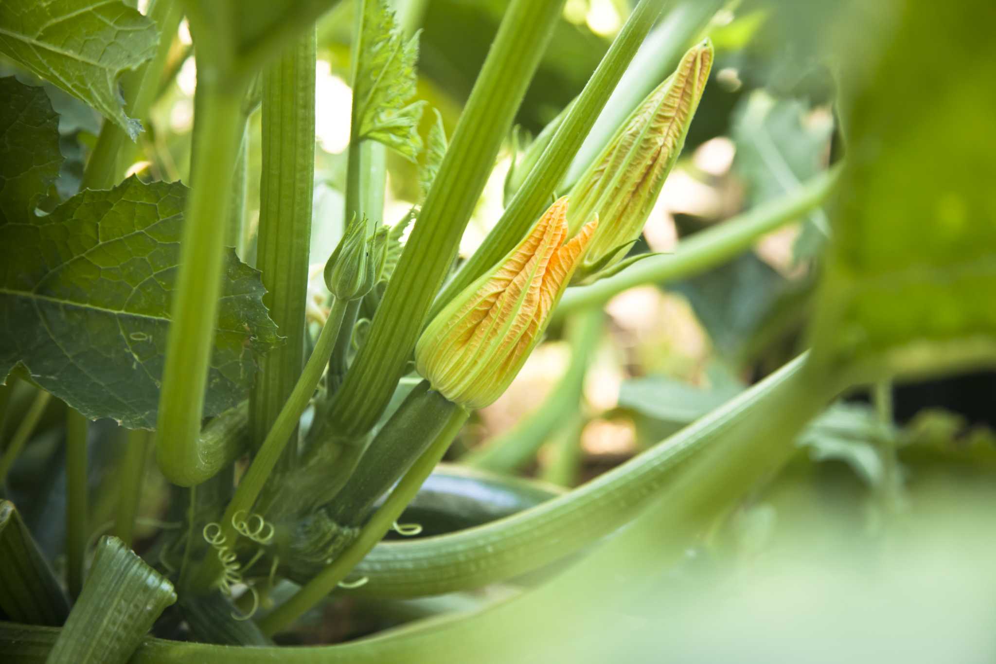 How Long for Zucchini Flowers to Turn Into Zucchini?