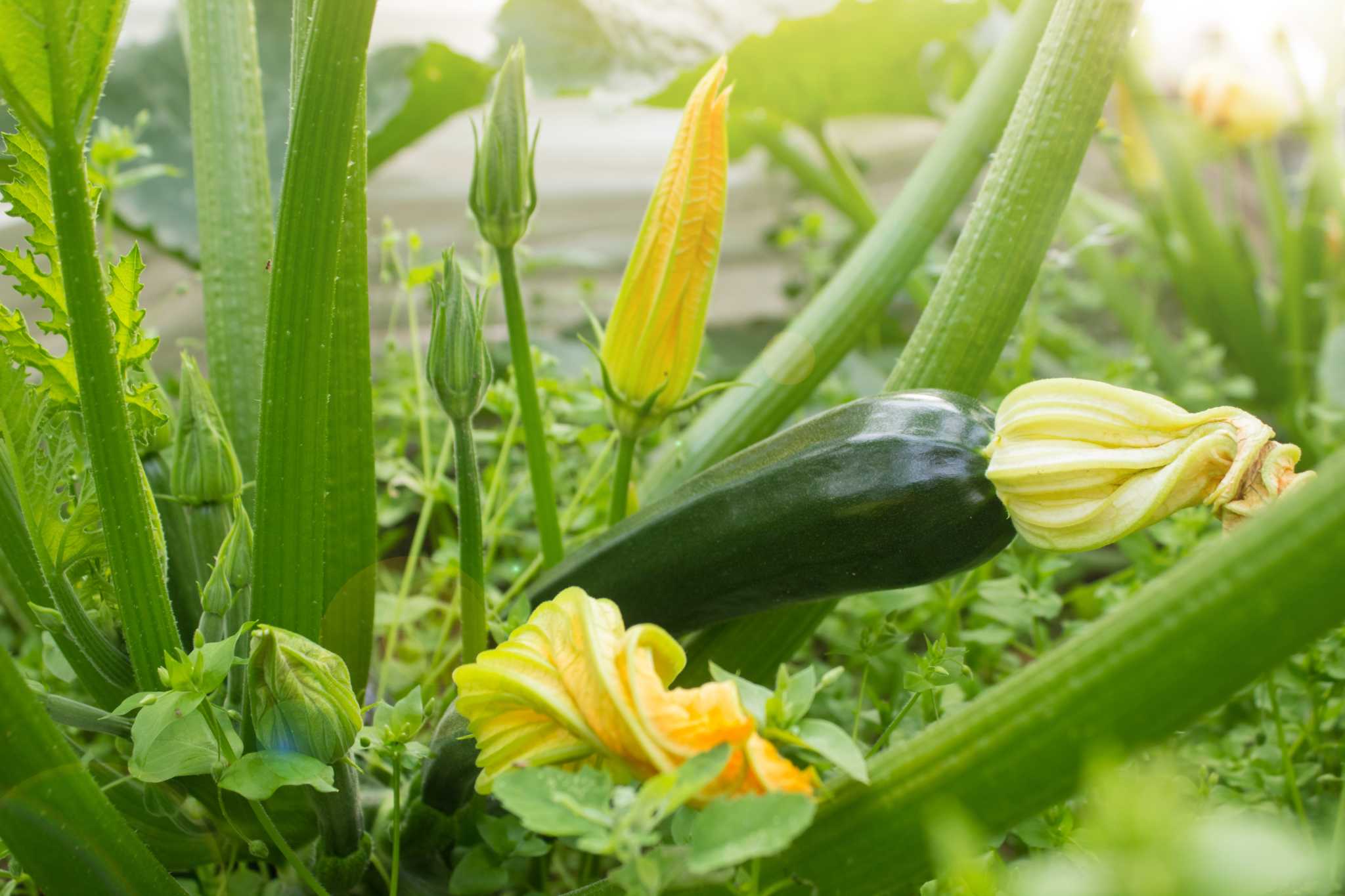 How Long Will a Zucchini Plant Produce?