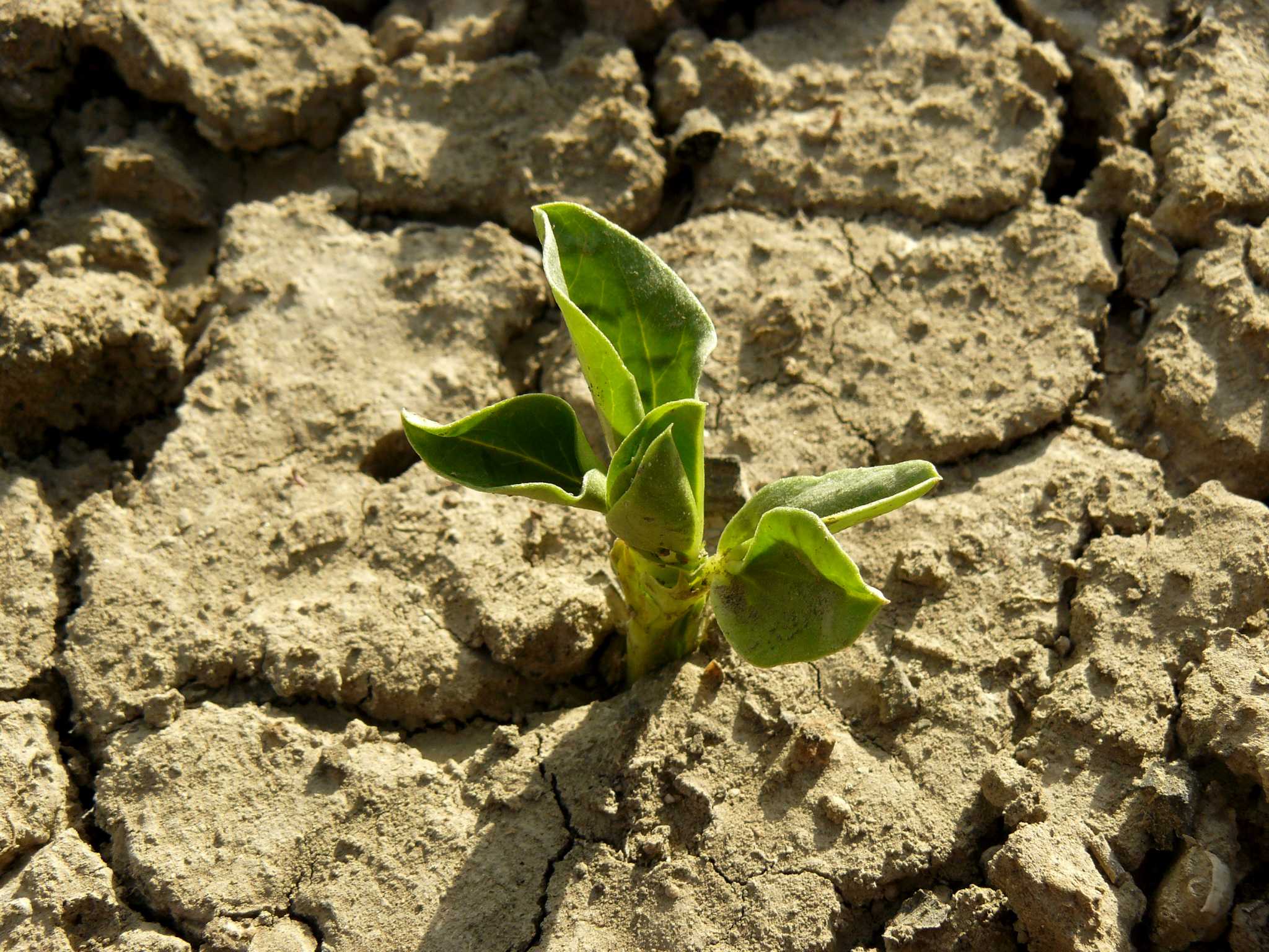 how-to-loosen-hard-soils