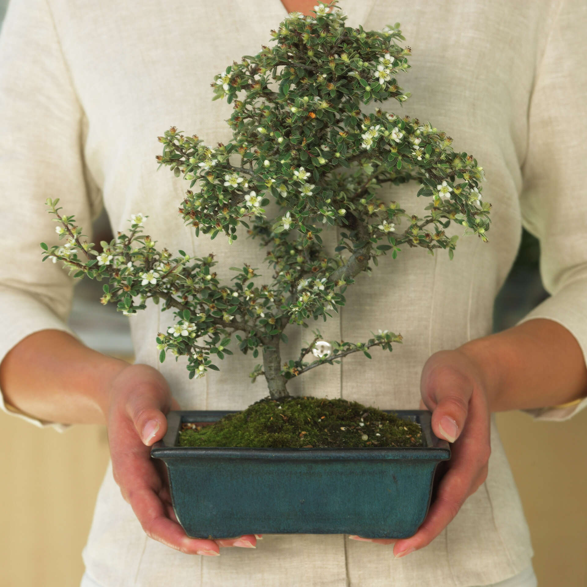 bonsai ziehen anleitung Bonsai Anzuchtset kaufen ➤ Handmade & Plastikfrei main image 1
