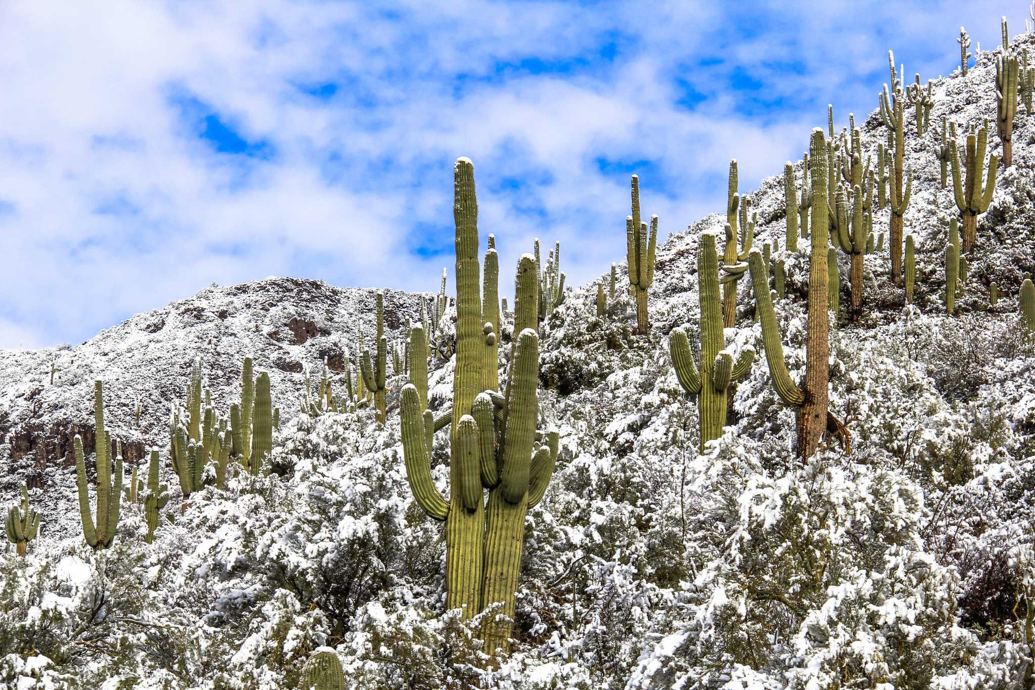 Lowest Temperature for a Cactus