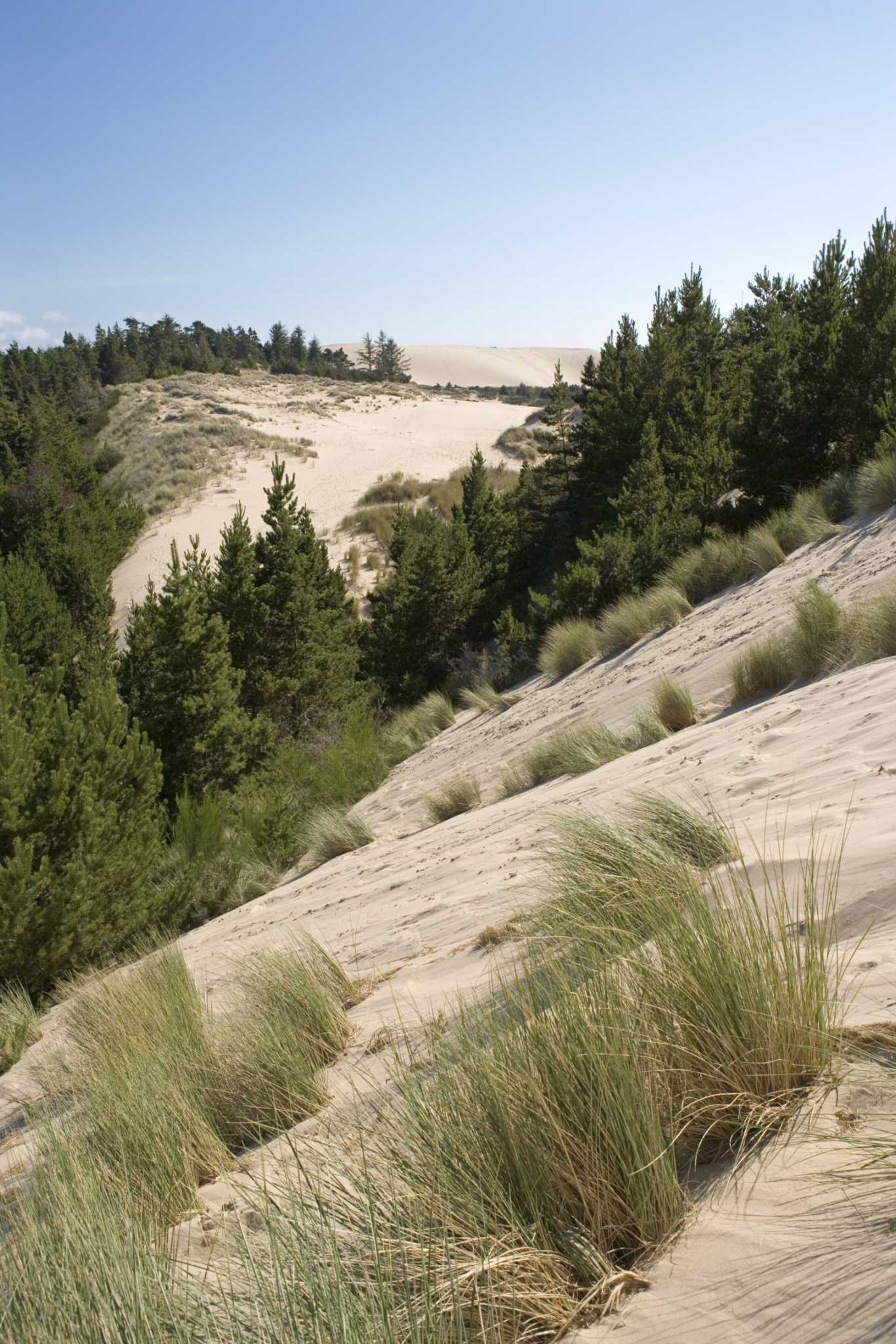 low-maintenance-grass-to-grow-in-rocky-soil