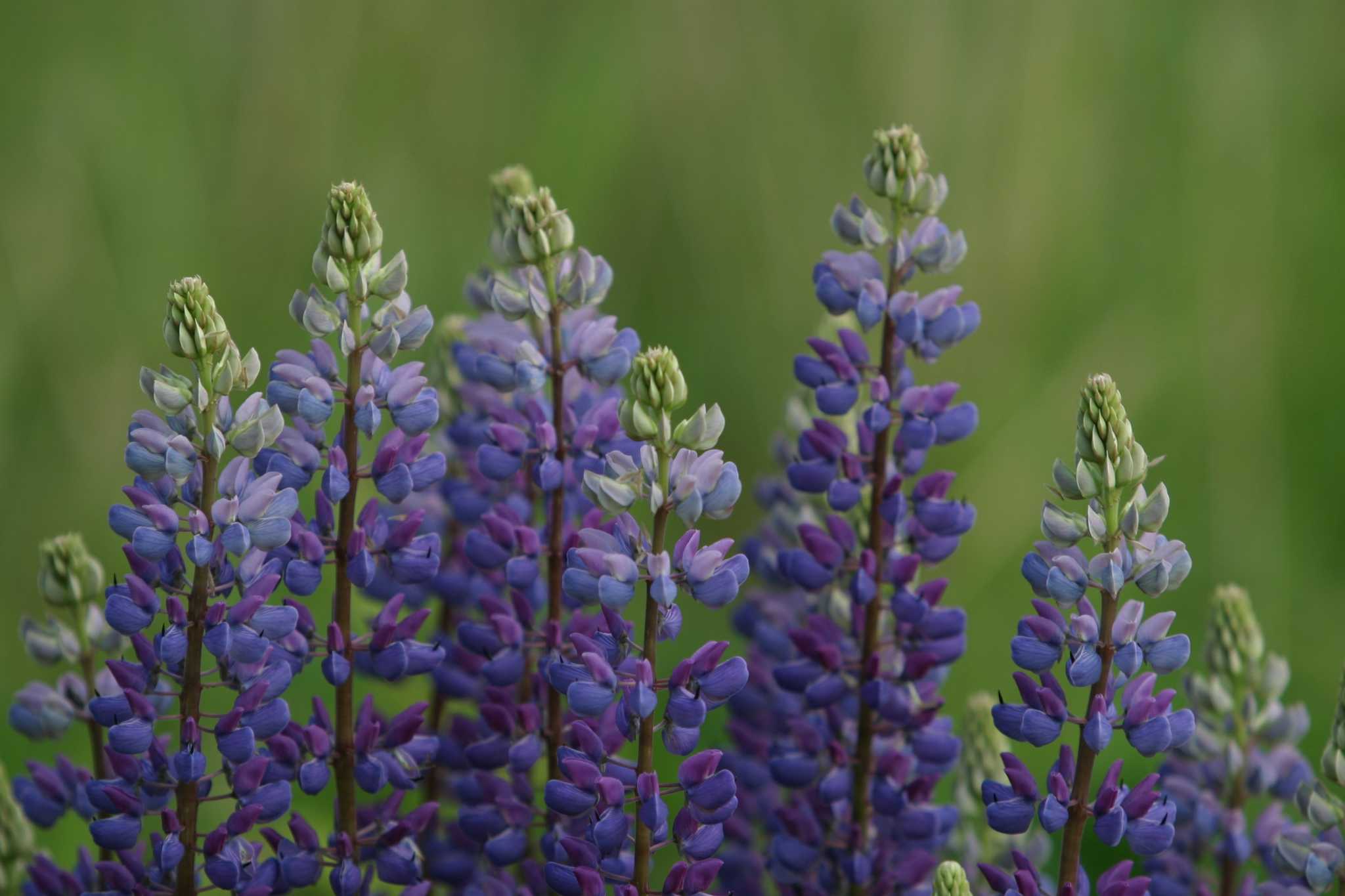 Do Lupines Bloom the First Year?