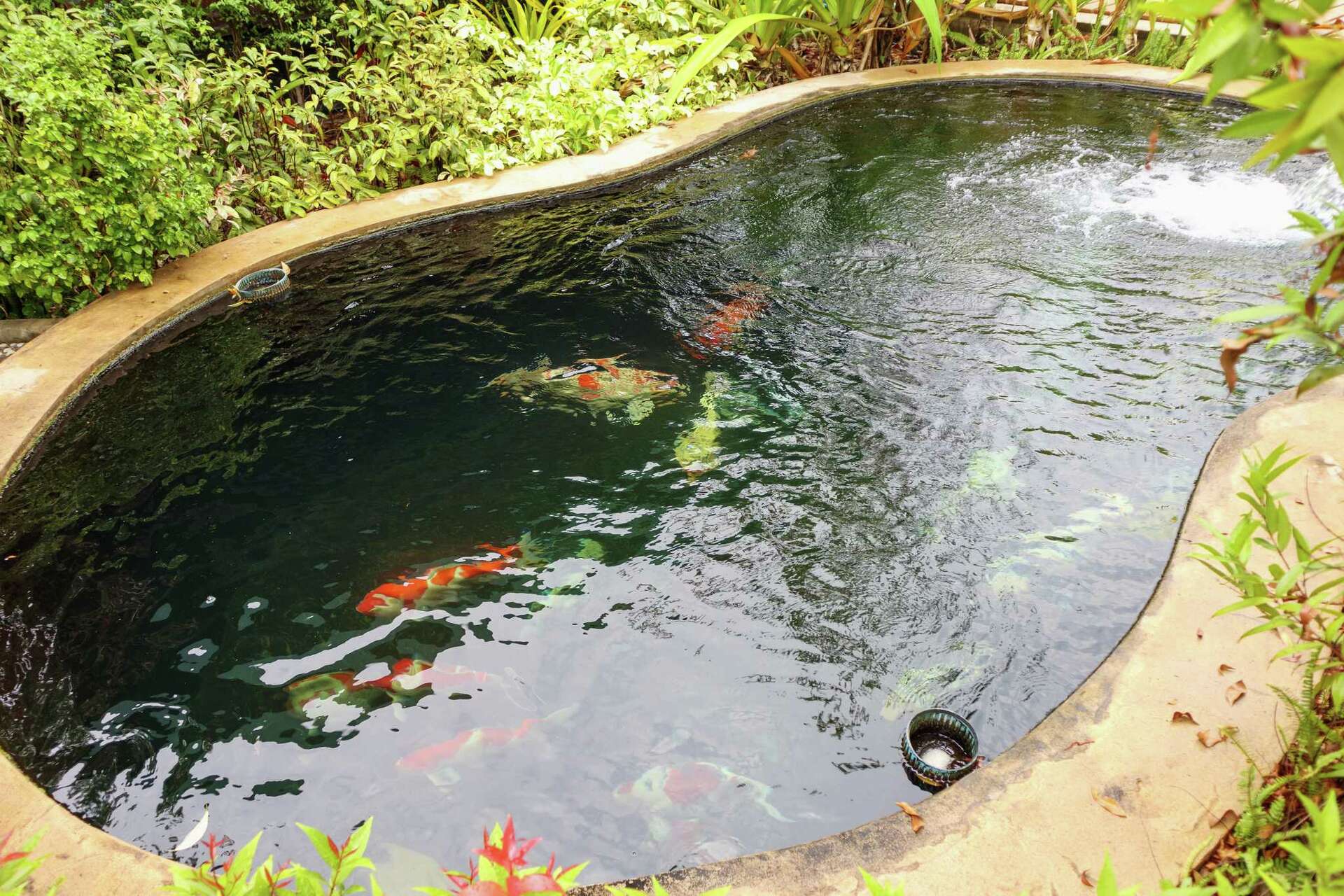 How to Maintain a Backyard Goldfish Pond